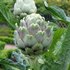 Globe artichokes. Photo / Supplied
