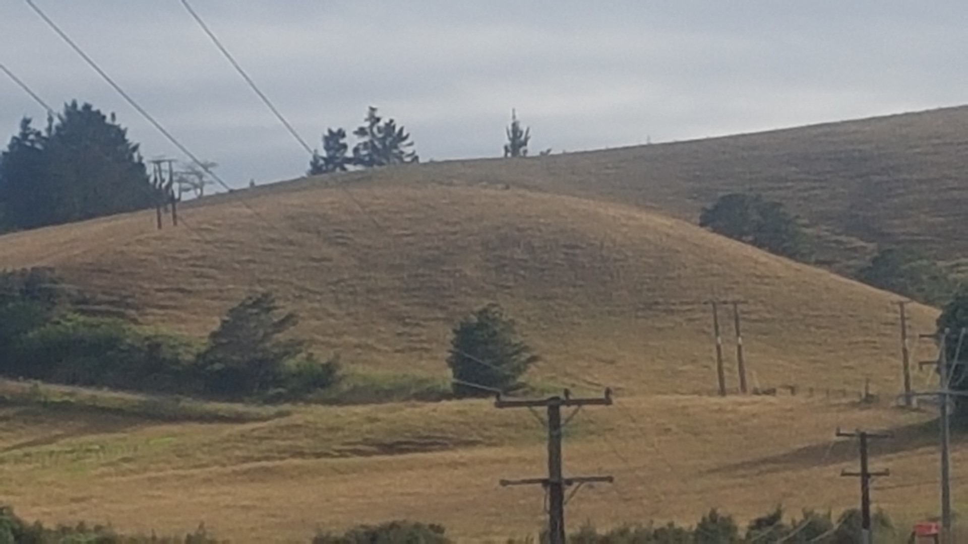 It's particularly dry from Kāitāia down through the Bay of Islands and to the north of Whangārei where conditions are severe, says Federated Farmers Northland provincial president Colin Hannah. Photo / Mike Dinsdale