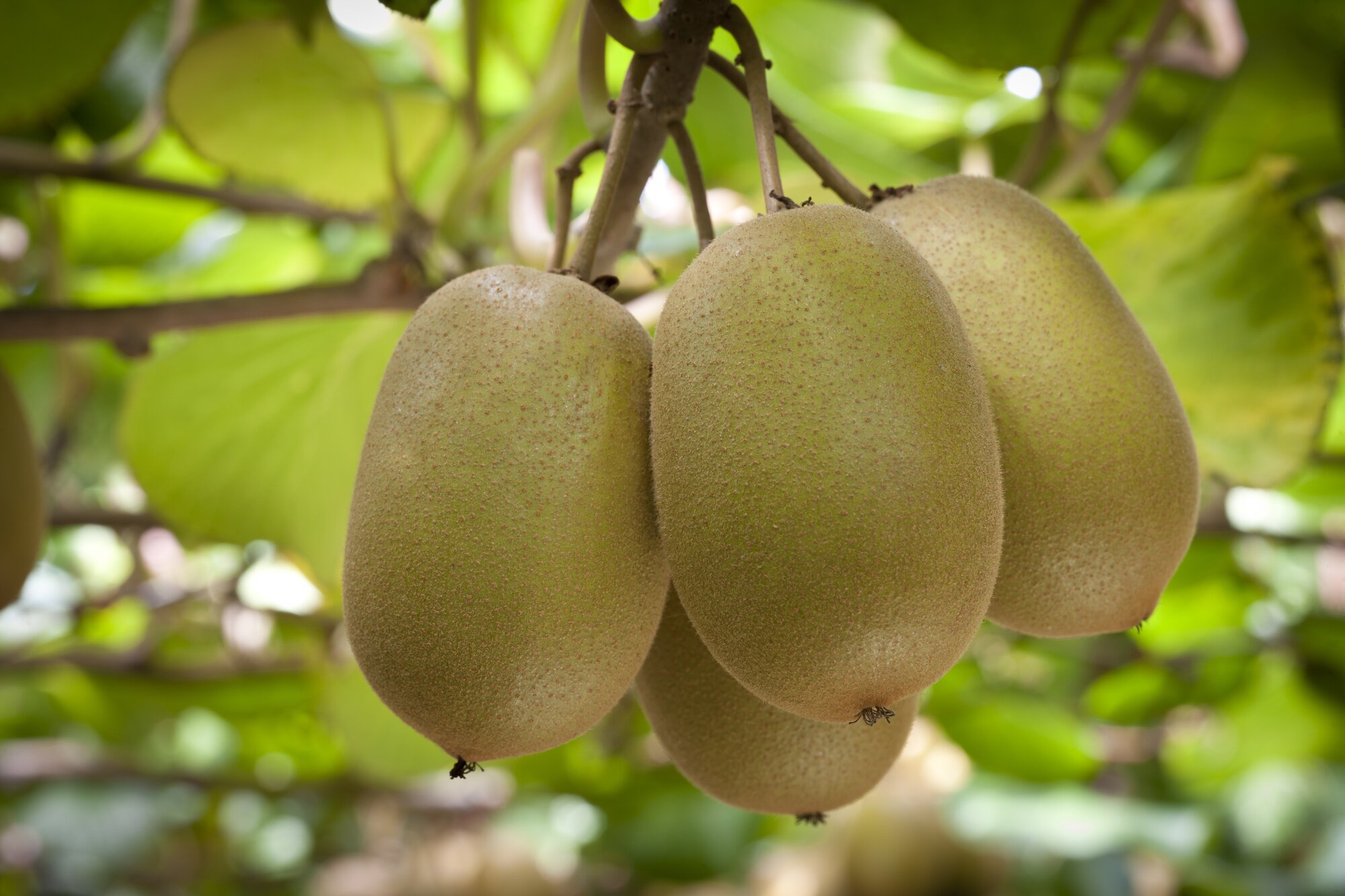 NZ scientists say the kiwifruit nursery industry in India is 