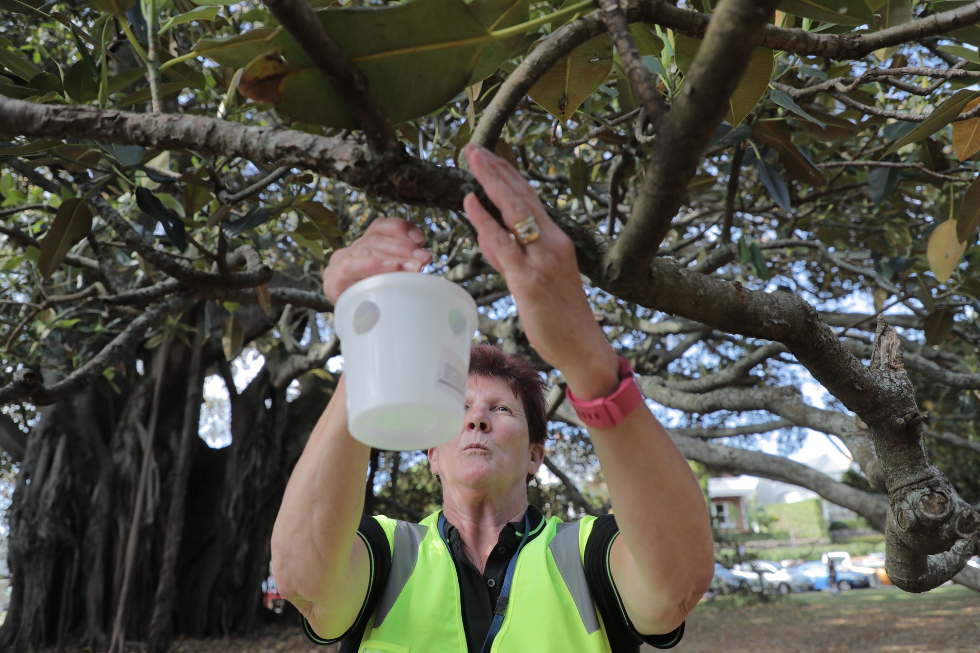 Biosecurity surveillance coordinator Kerry King working in Devonport in mid-February during the fruit fly scare. New Zealand Herald photograph / Michael Craig