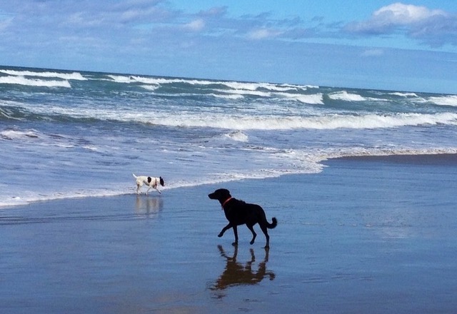 Garelja's dogs playing on the beach.
