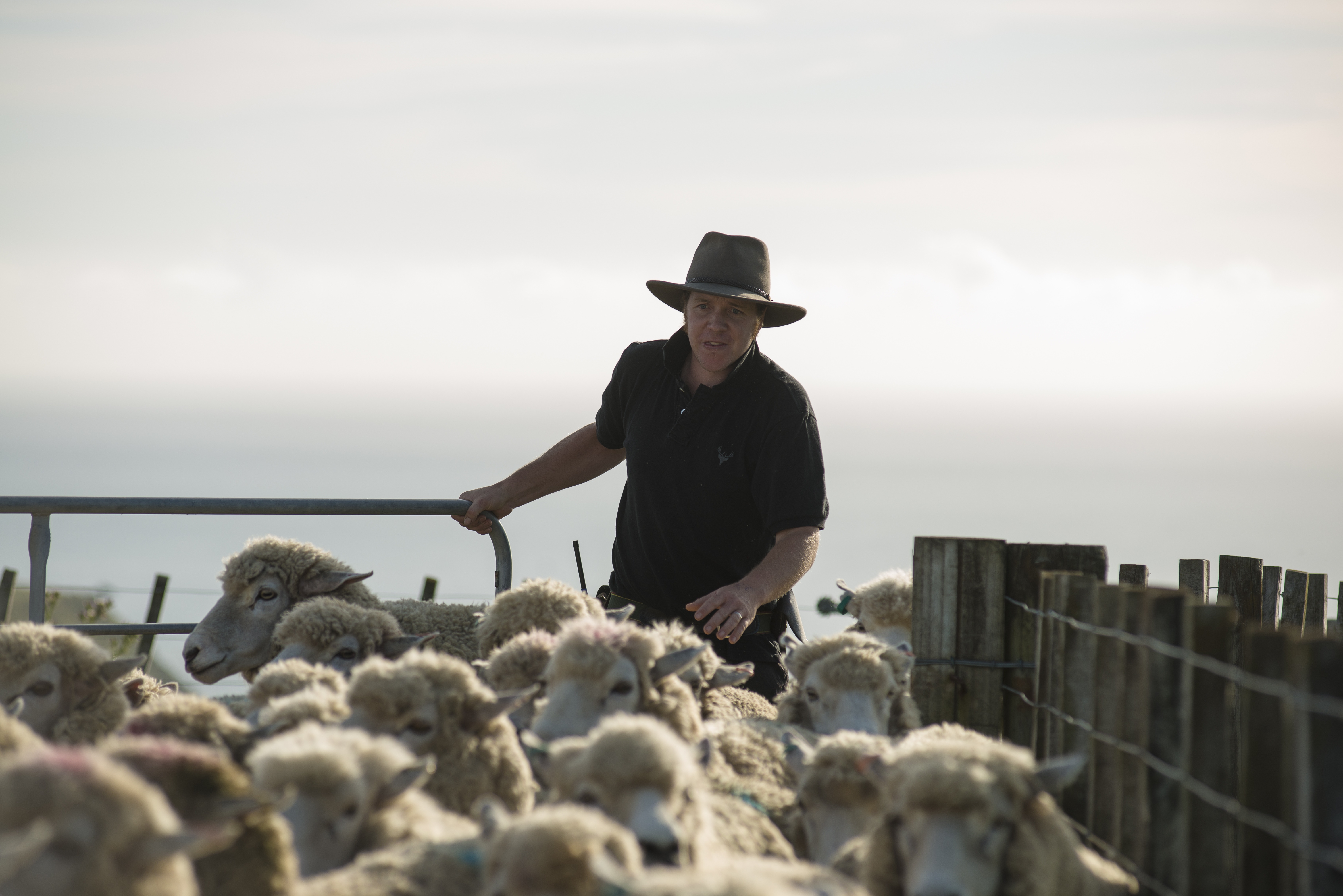 Federated Farmers national meat and wool chairman Toby Williams spoke to Jamie Mackay about pine trees on The Country today.