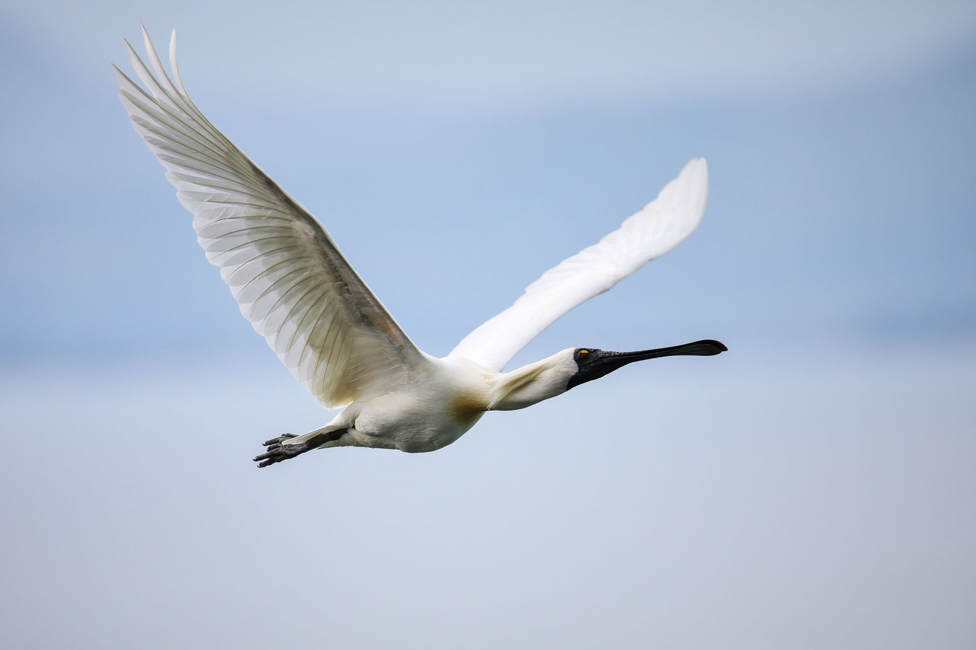 Royal spoonbill in flight at Taiaroa Head on the Otago Peninsula. Photo / 123RF