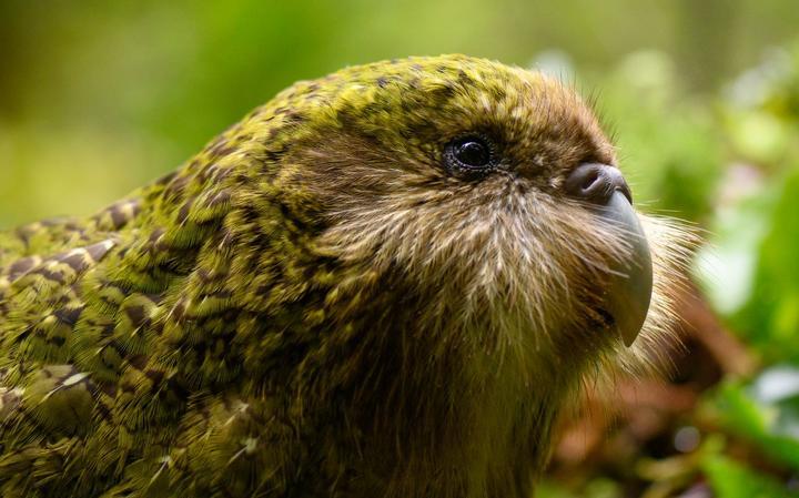 Stella-2-B is a juvenile from the bumper 2019 kākāpō breeding season. Photo / Jake Osborne, DOC