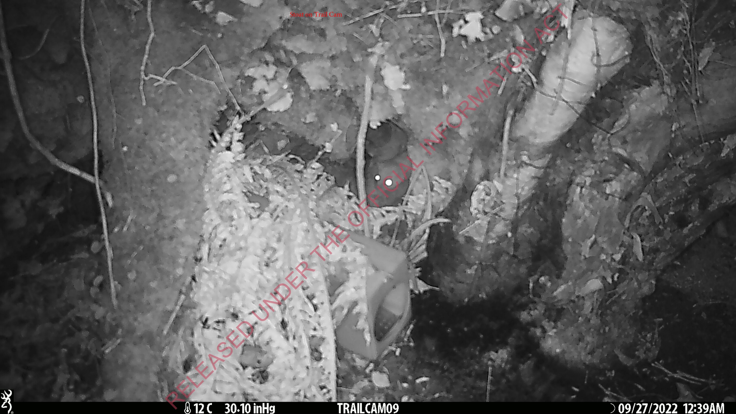 Stoat incursion on Chalky Island, September 2022. Here the stoat is photographed, in a pattern that would be repeated for several months, right next to a trap box he didn't enter. Photo / DoC