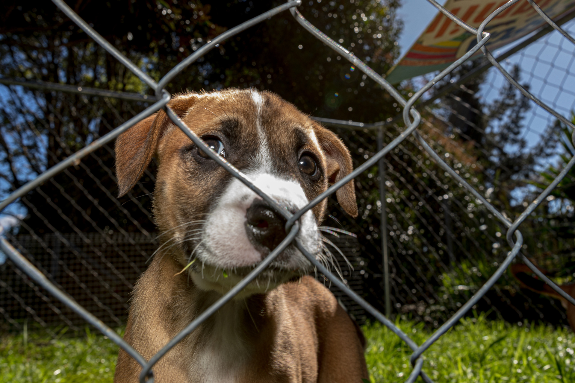 The SPCA says the cost-of-living crisis means pet ownership is out of reach for some people. Photo / NZME