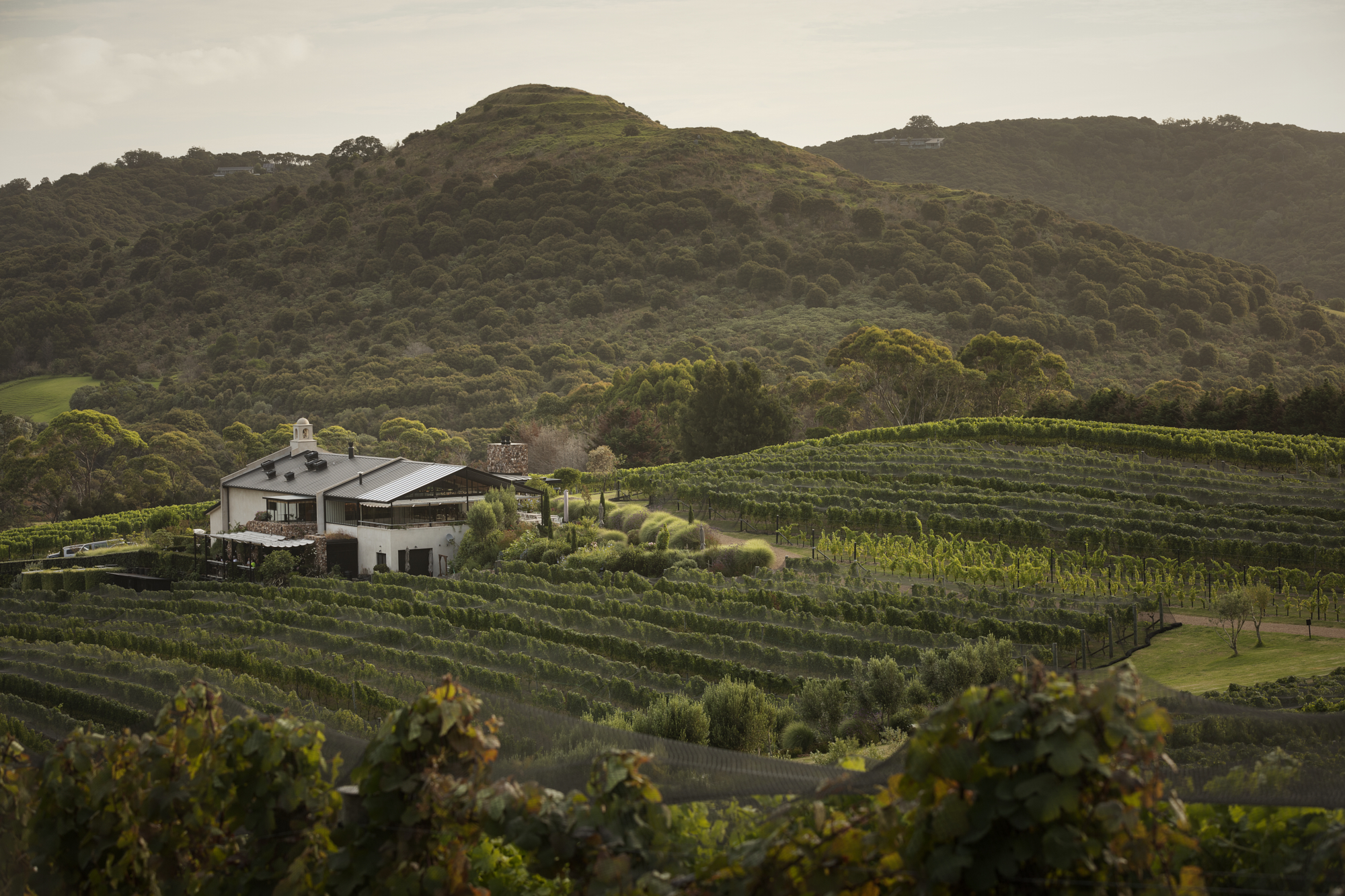 Tantalus in Waiheke. Photo / Sam Hartnett