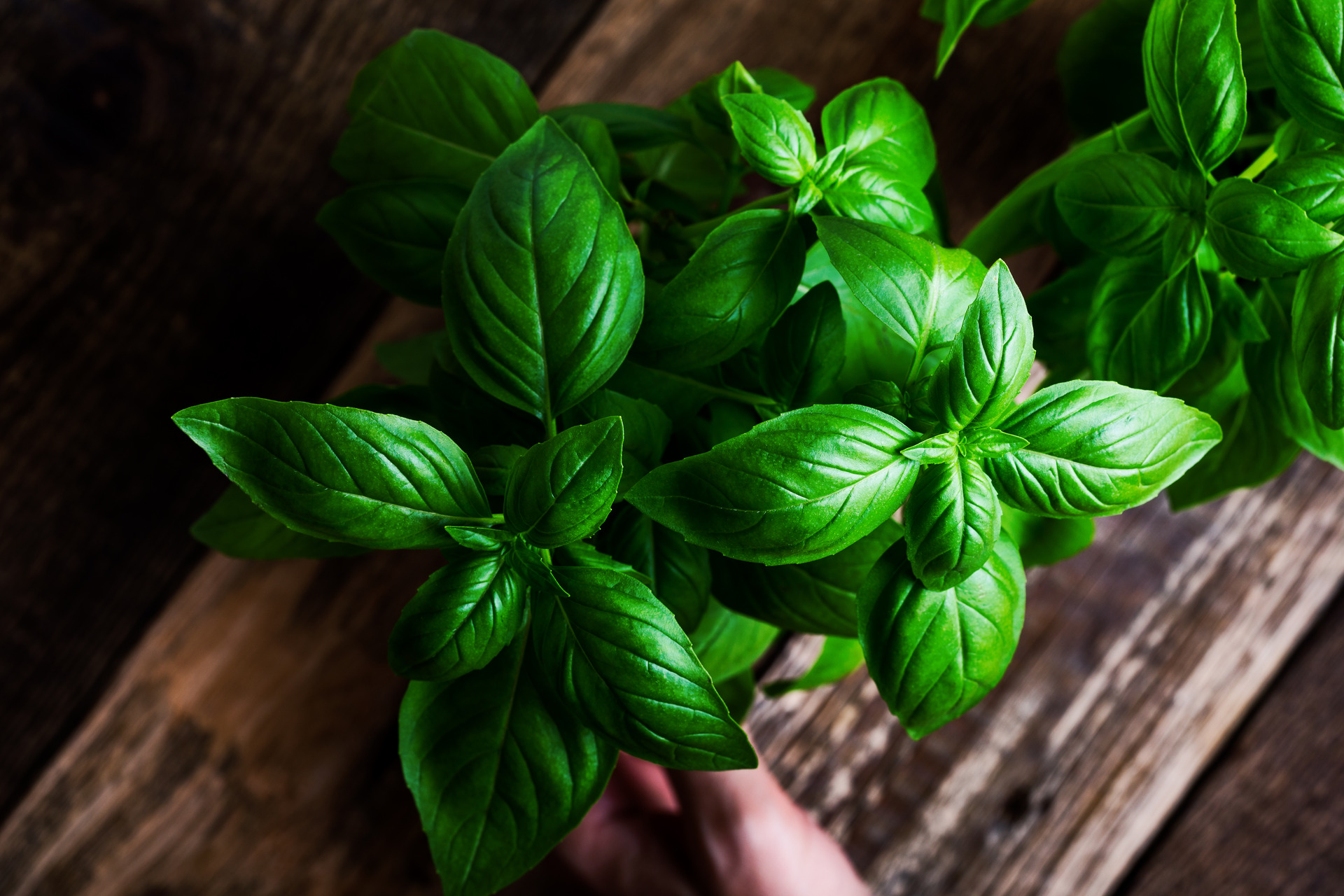 Basil is a good choice for the kitchen windowsill. Photo / Getty Images