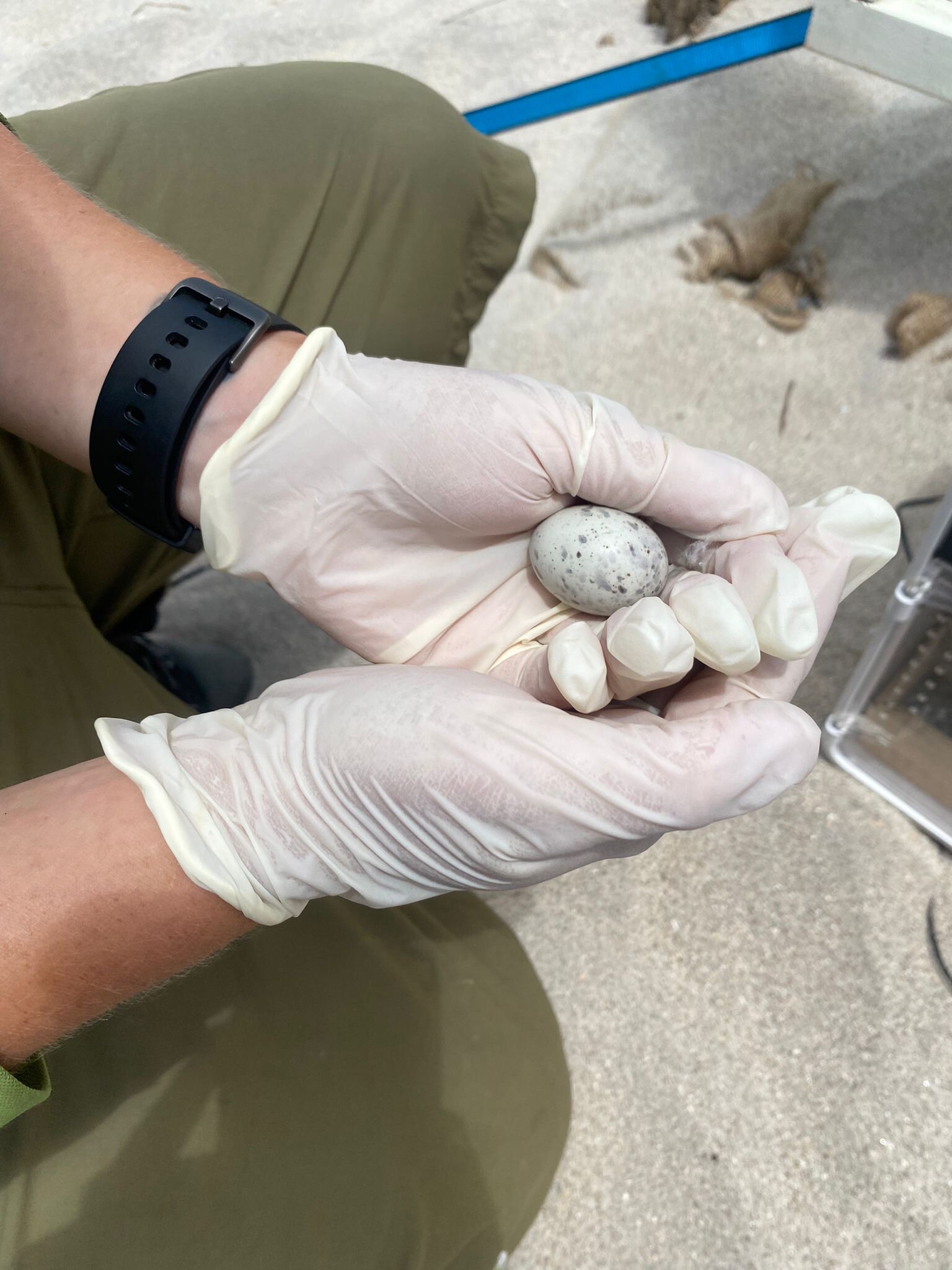 22 eggs have resulted in 18 hatchlings, 13 of whom have fledged already. Photo / DoC
