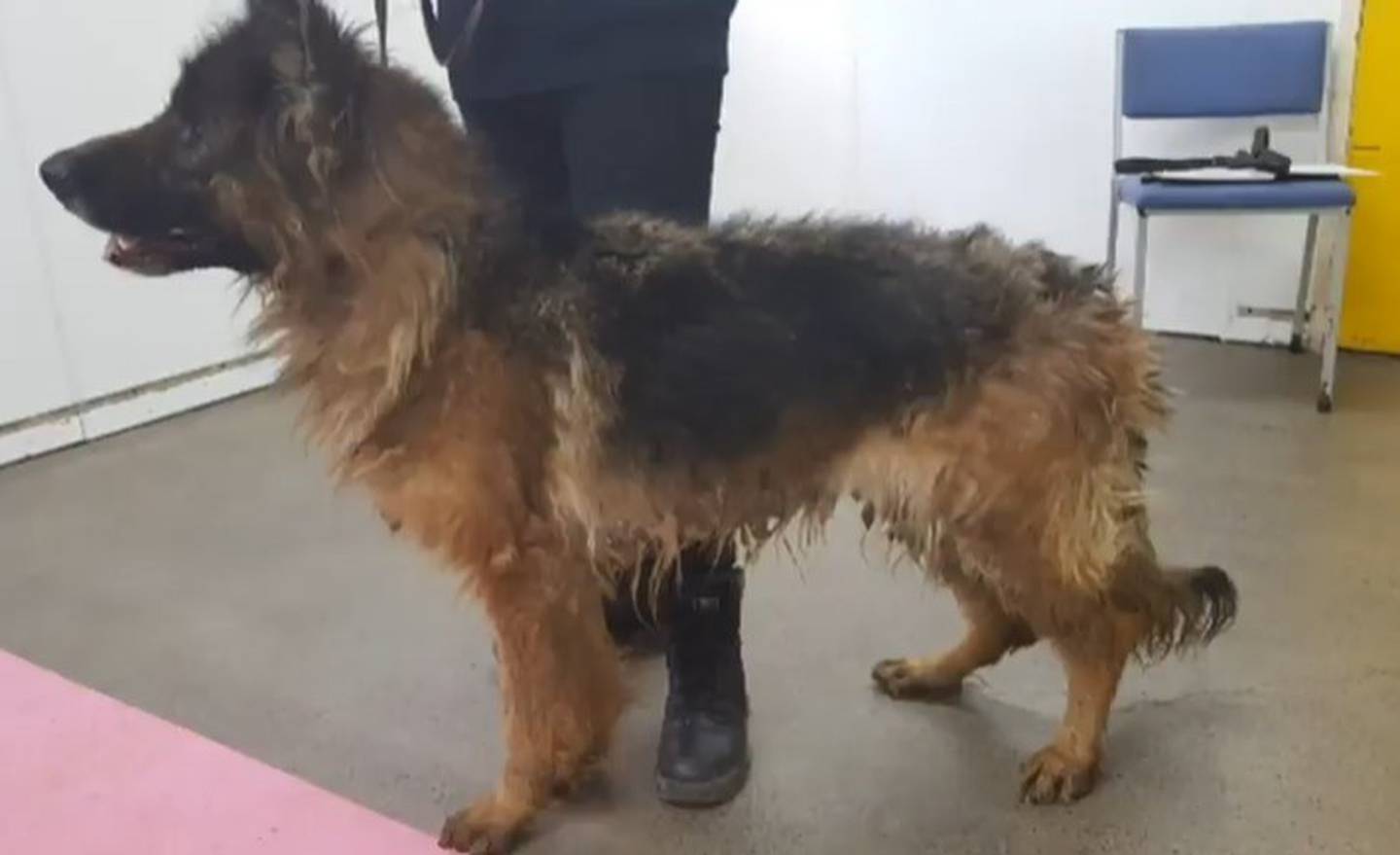 Top dog breeder receives death threats, abuse amid SPCA prosecution - NZ  Herald