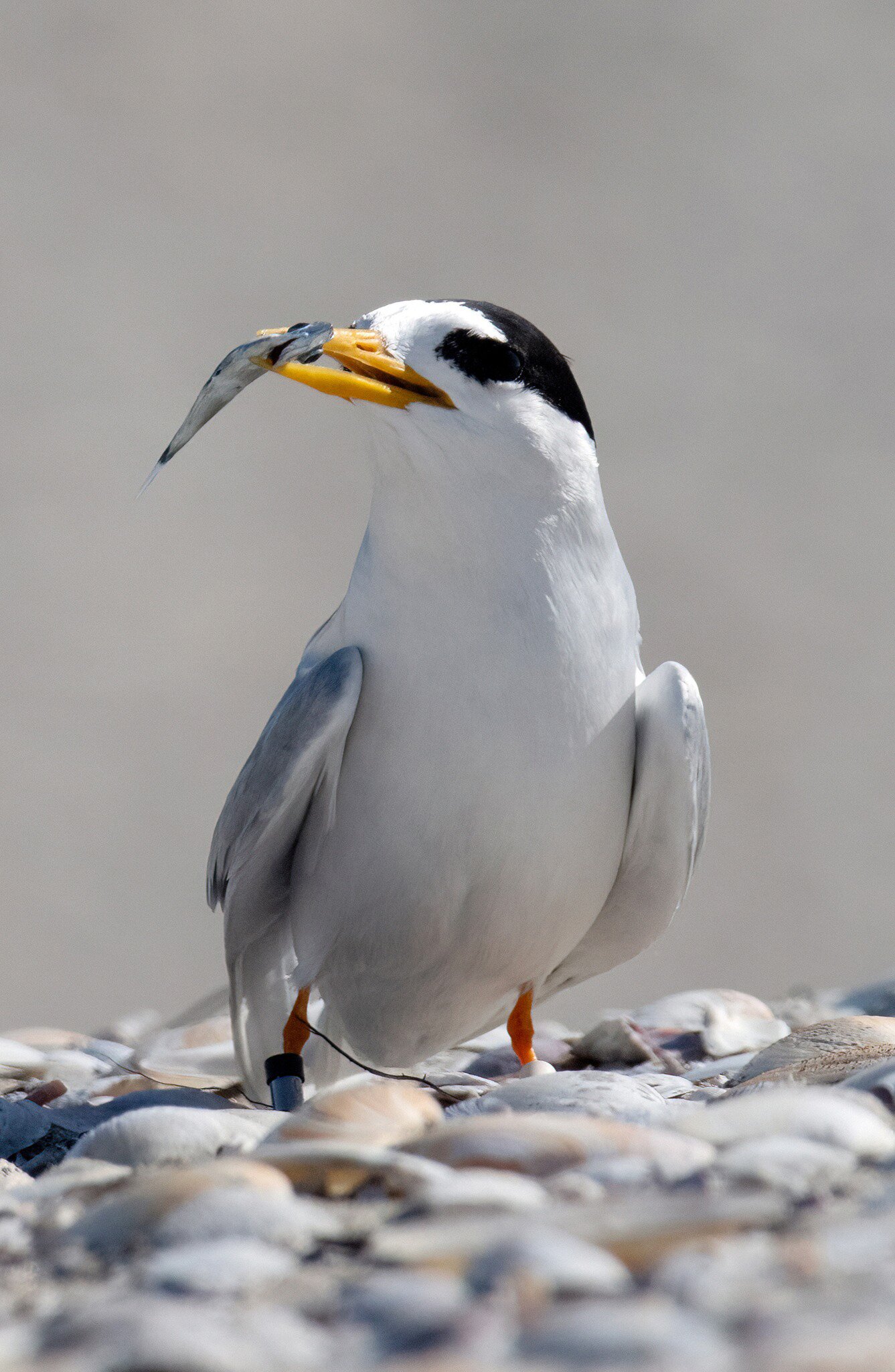 The outlook is looking a little brighter for this critically endangered bird. Photo / DoC
