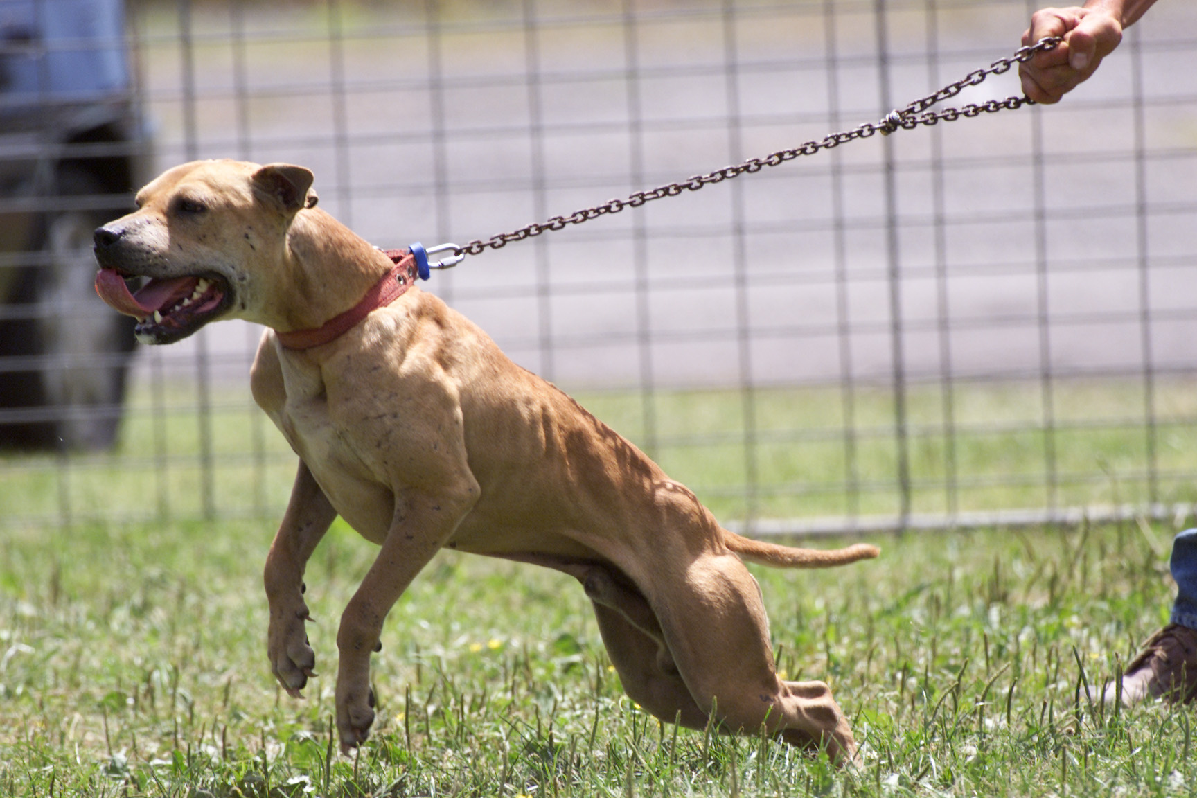 Are Pitbulls Allowed In New Zealand