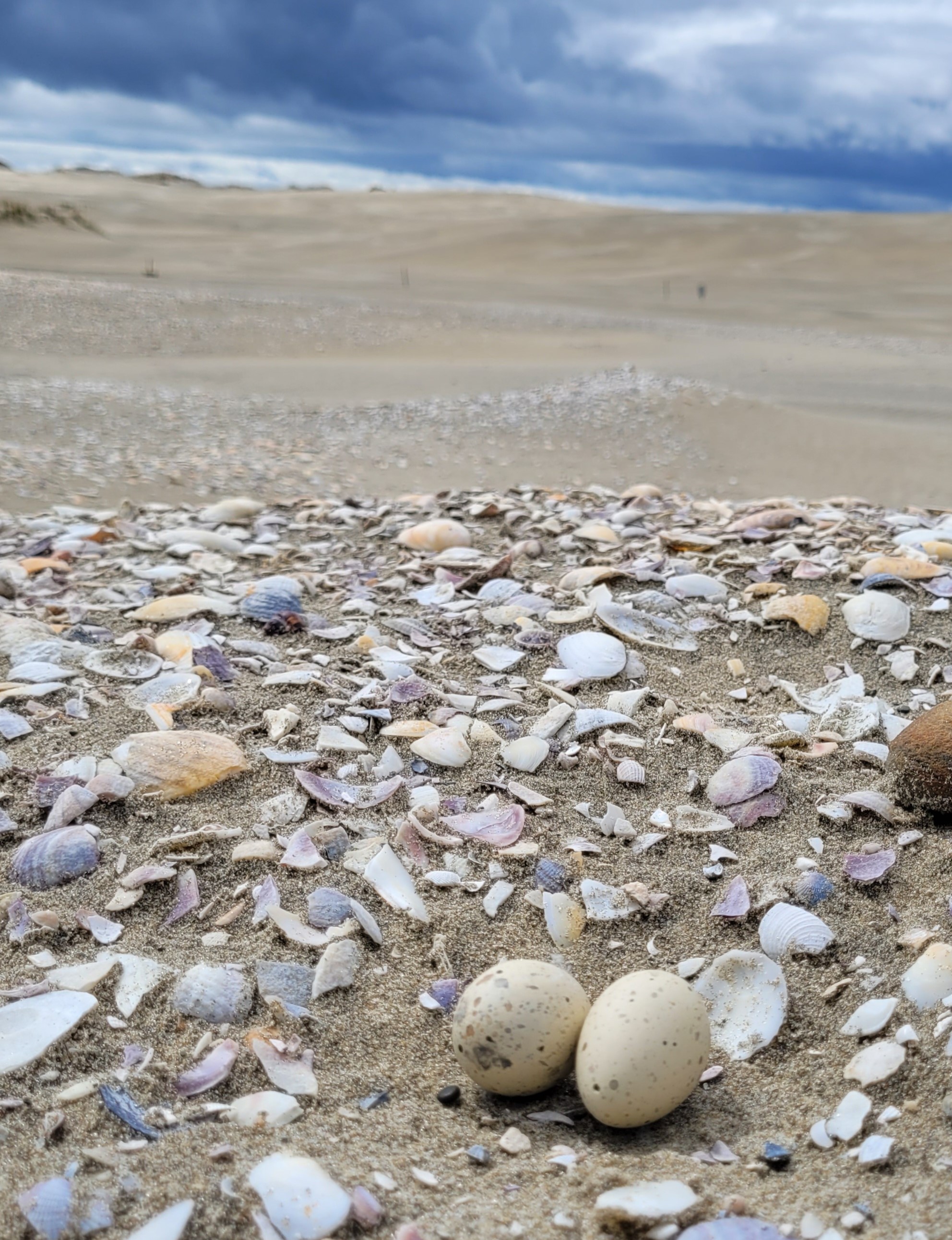 Two 3D-printed replica eggs hold a tara iti/NZ fairy tern nest at Mangawhai - one of just five sites where the critically endangered shore birds now breed. Photo / DoC