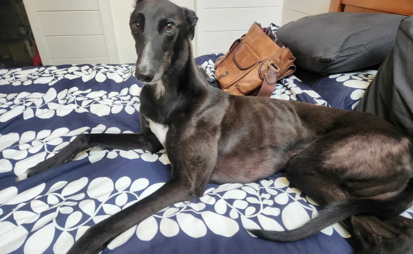 Eddie, the dog at the centre of the dispute, once called Spot. Photo: Supplied/Tess Ford
