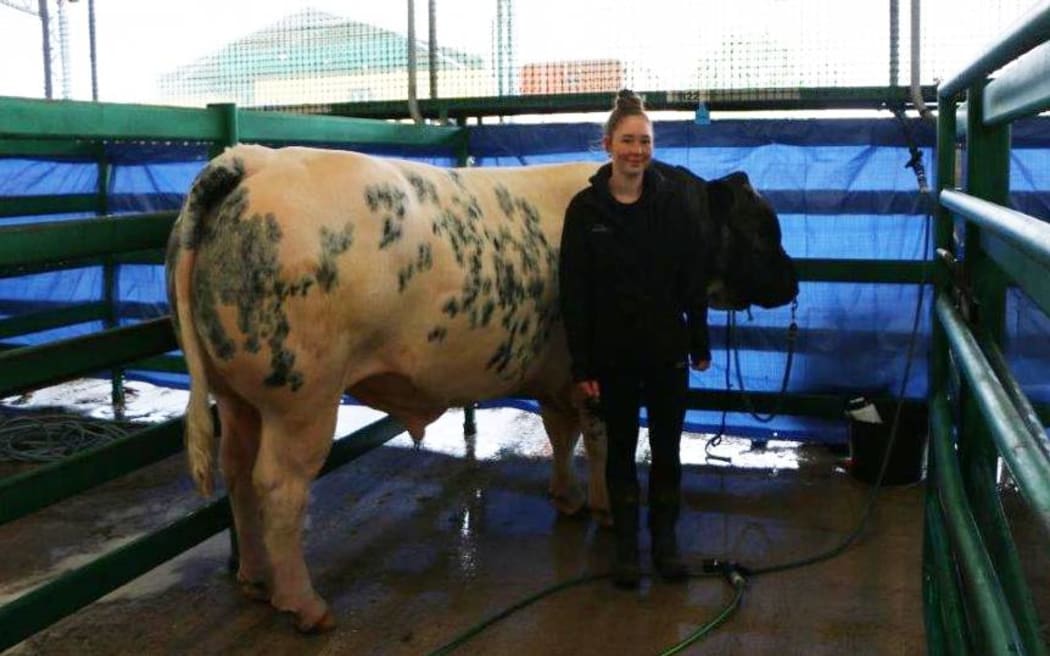 Shaye Roskam, 16, brought her Belgian Blue, Axl Rose, all the way down from Te Aroha in Waikato. Photo / Eve Hyslop / RNZ