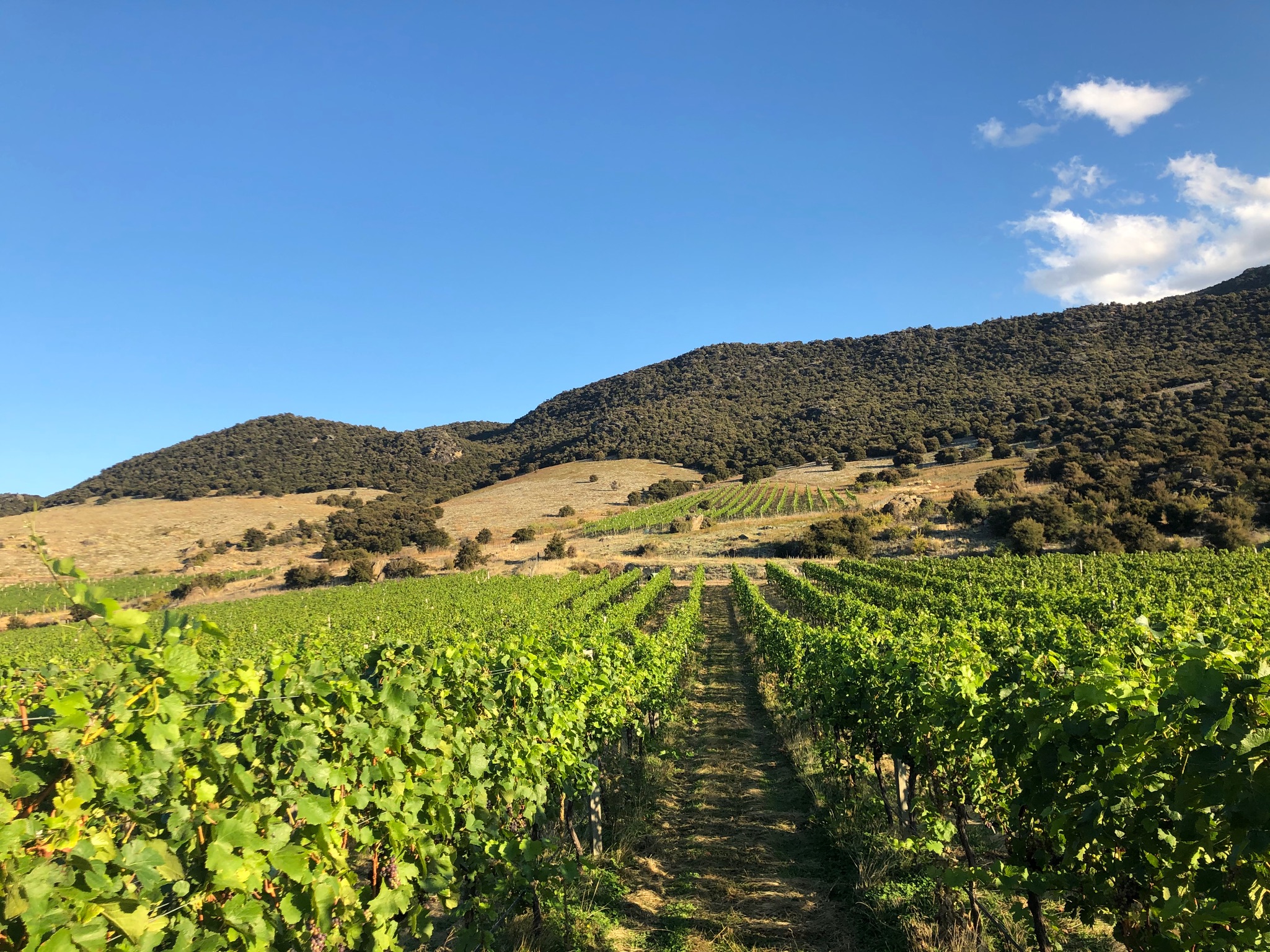 Tarras' The Canyon Vineyard in Central Otago.