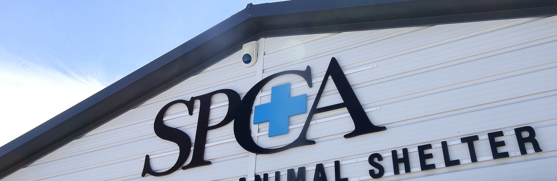 The number of pets adopted from SPCA shelters has fallen by almost 2400 in the past five years. Photo / File