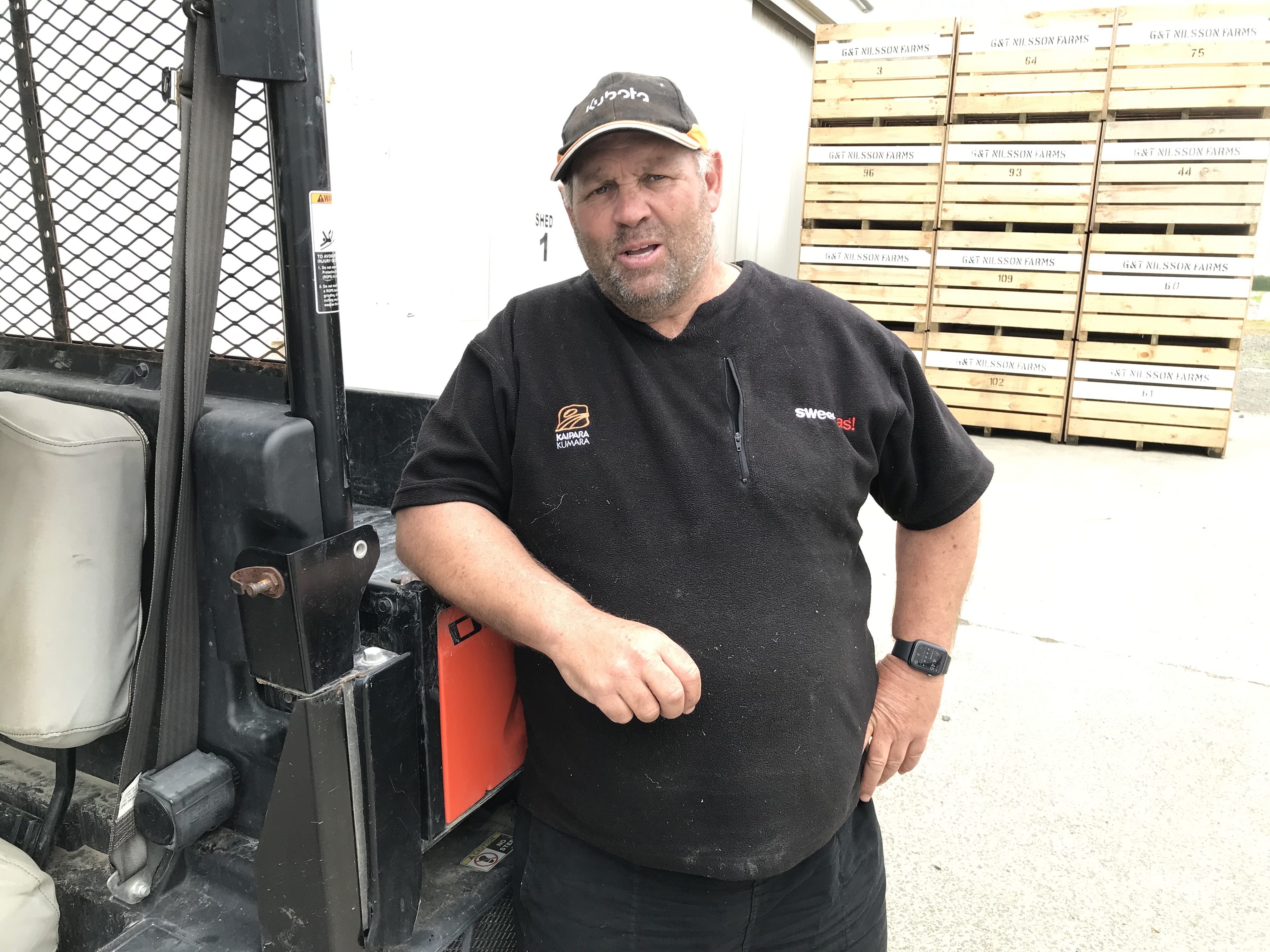 Dargaville kumara grower Doug Nilsson, warily watching from the west.
