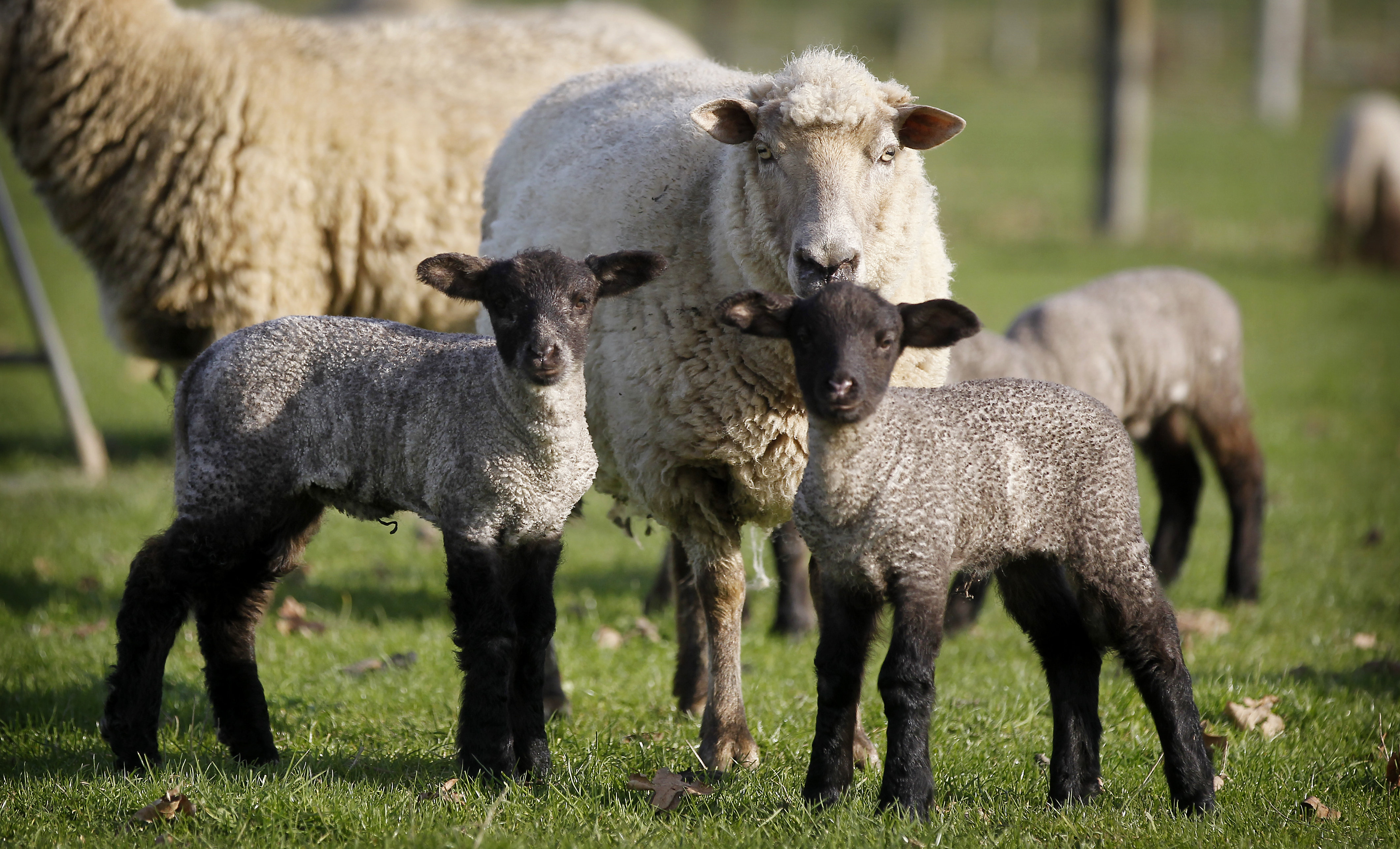 Beef + Lamb NZ has released its New Season Outlook 2023-24.