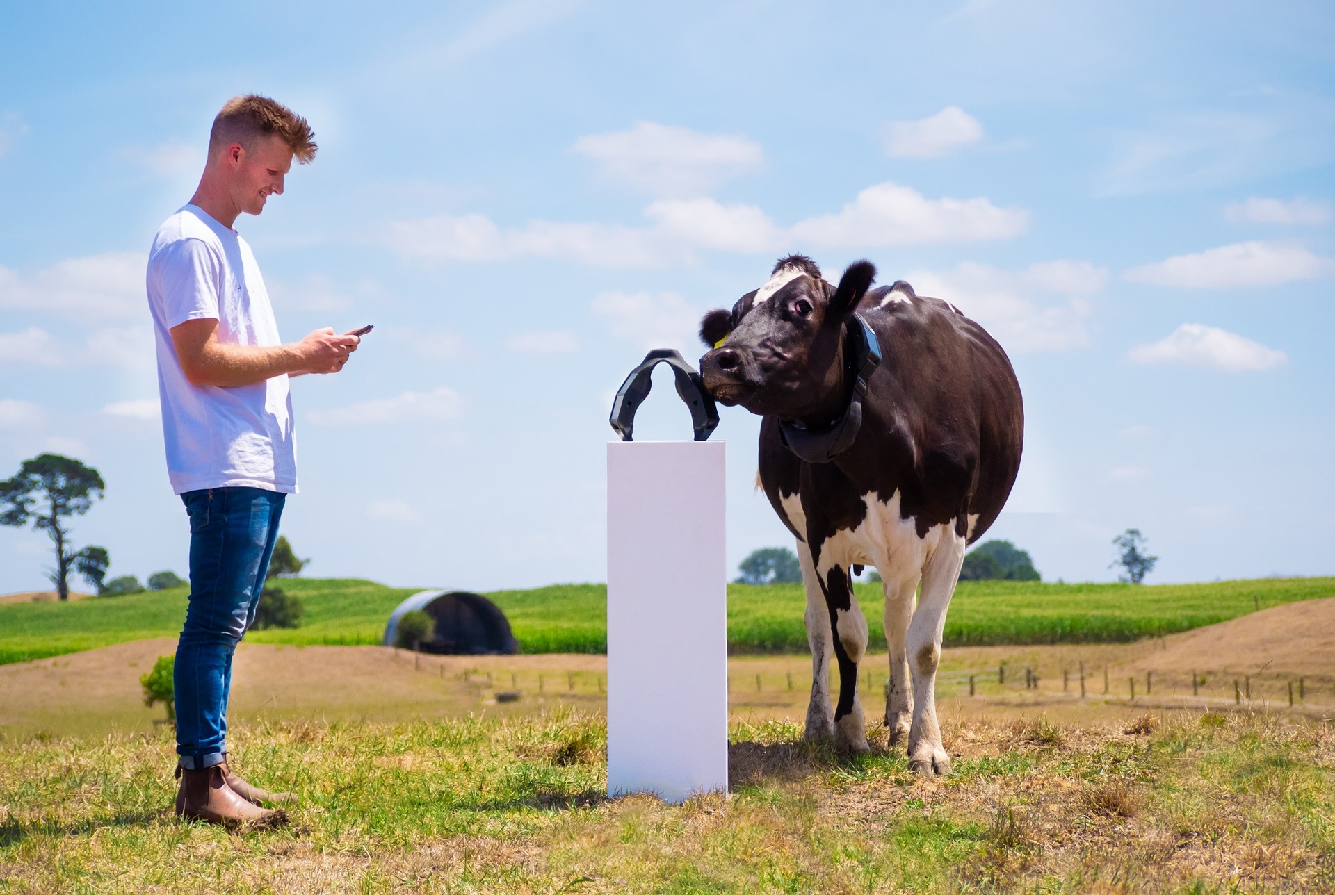 Halter founder and CEO Craig Piggott with the GPS-enabled, solar-powered collar that allows a farmer to control a herd remotely via a smartphone via vibrations and audio signals. Photo / Supplied