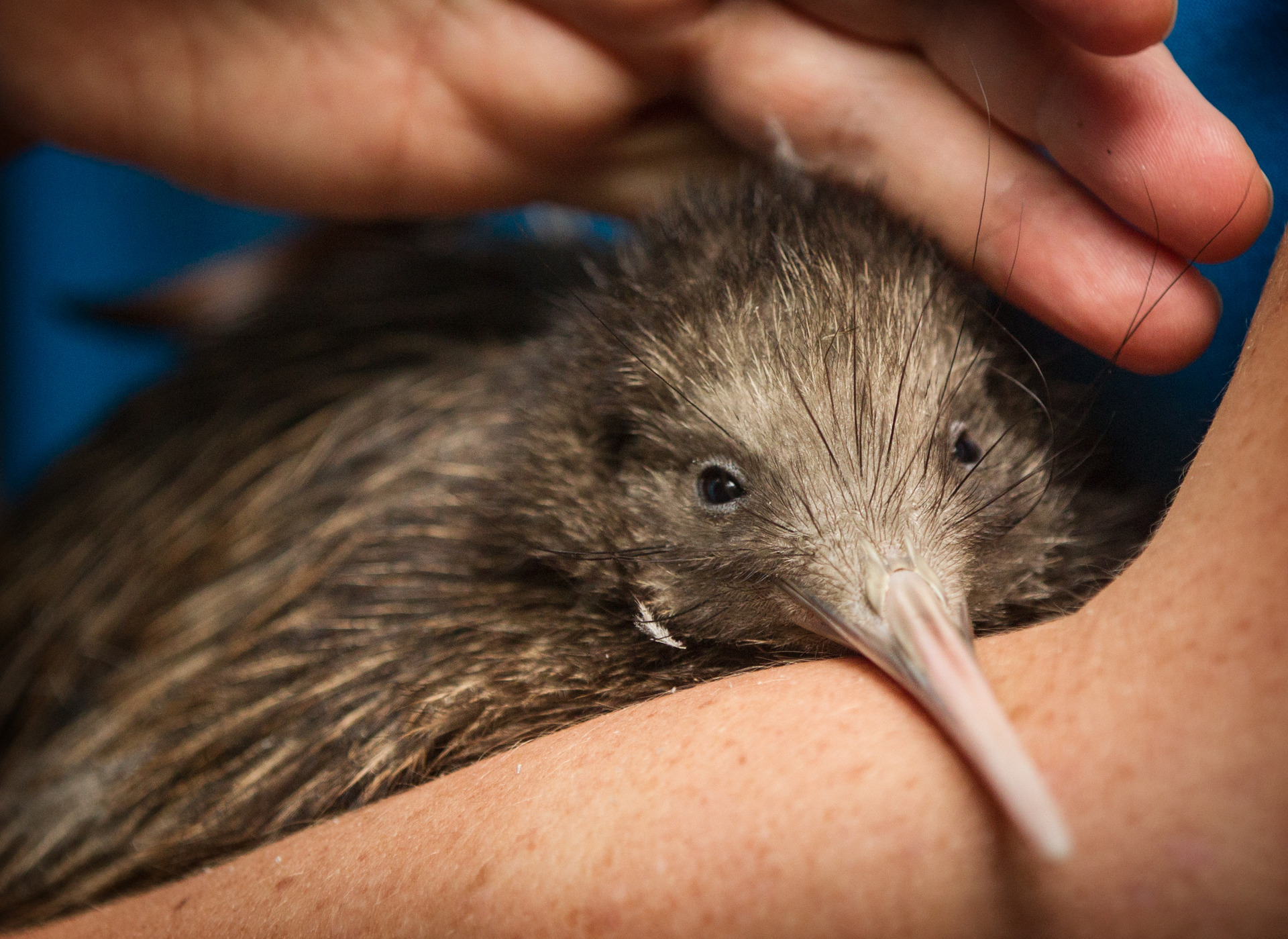 Our national icon kiwi are among 4000 known species in New Zealand now threatened with, or at risk of, extinction. Photo / NZME