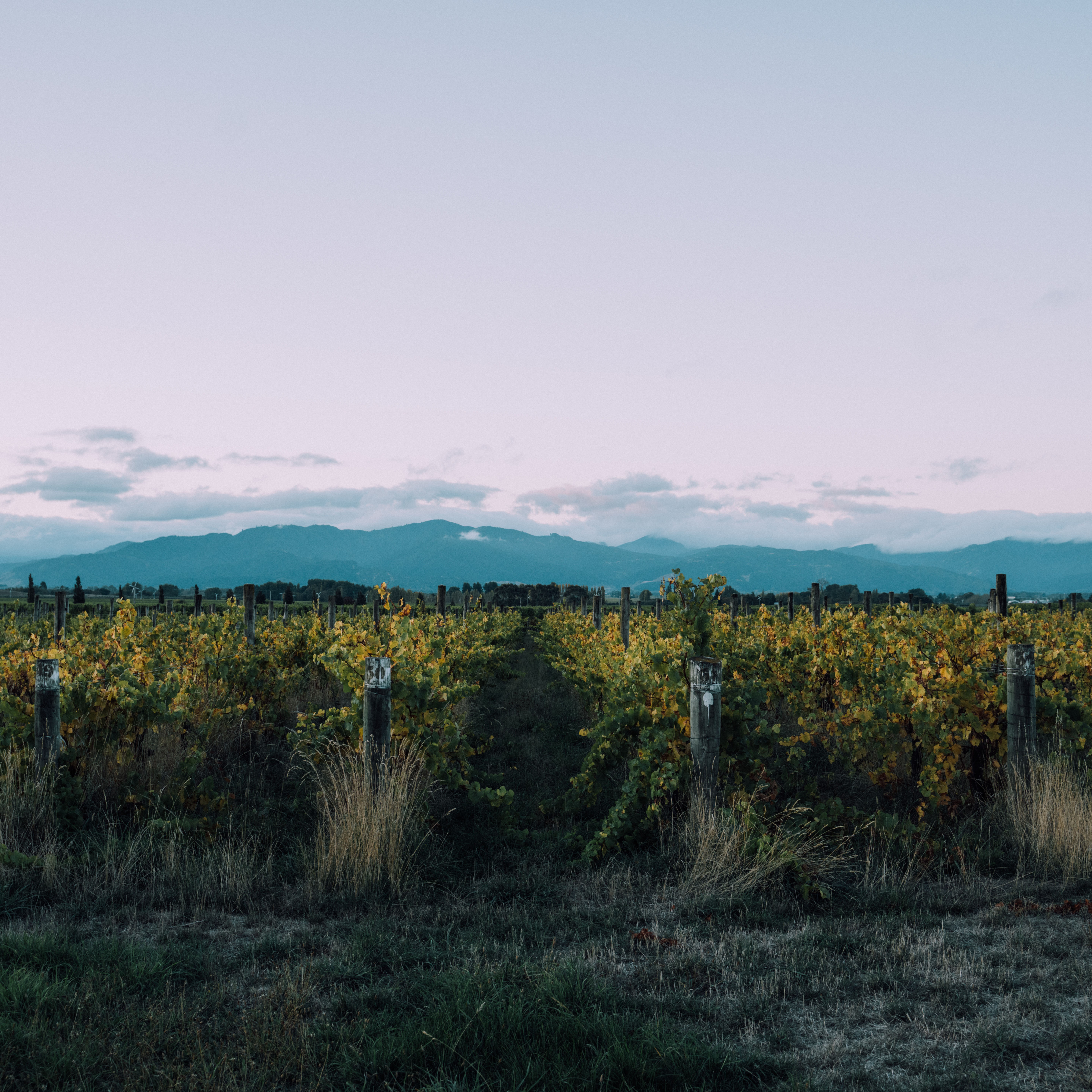 Folium Vineyard, Brancott Valley, Marlborough