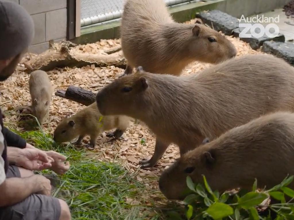 Watch: New capybara pups at Auckland Zoo