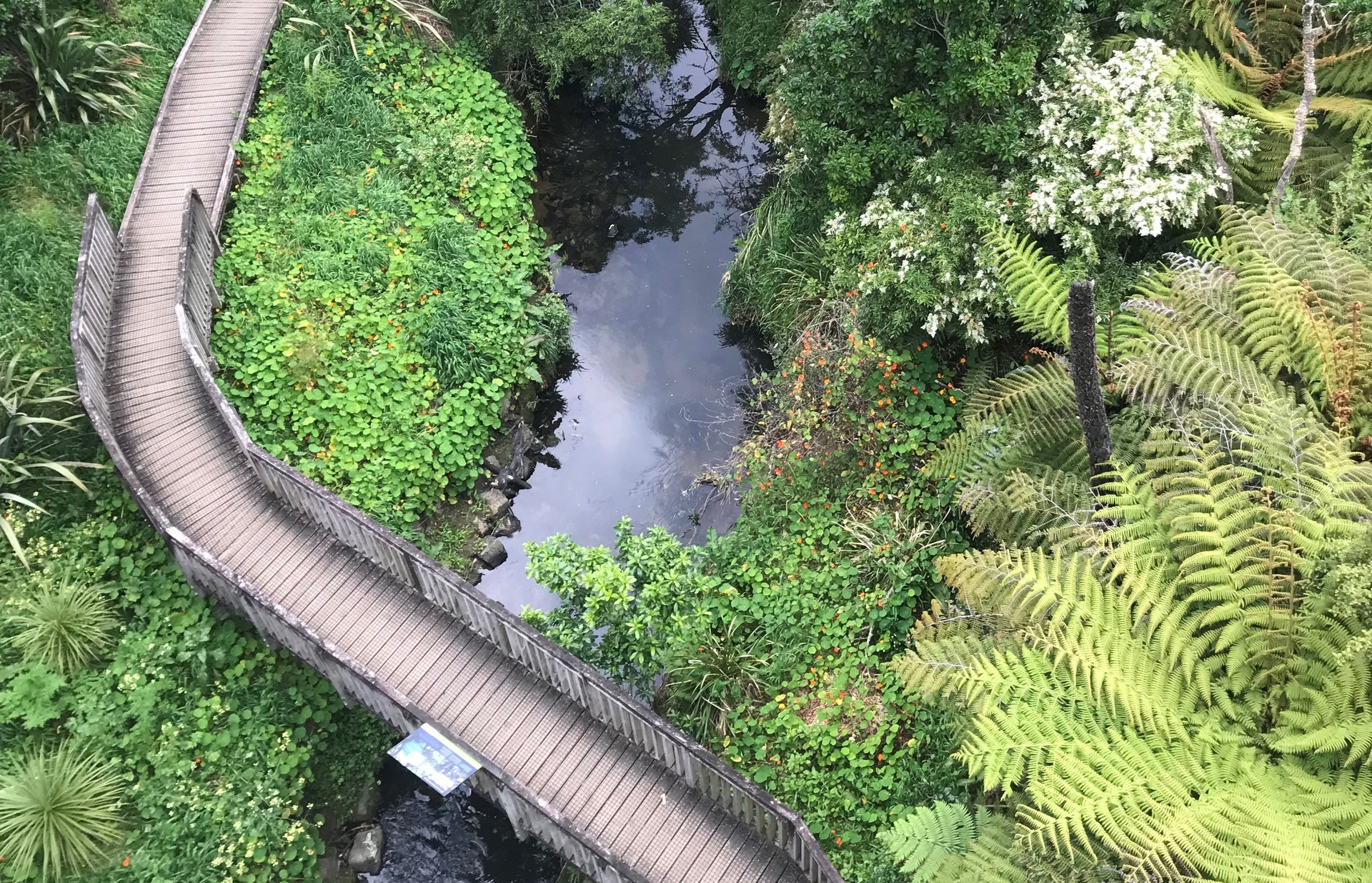 Auckland: a 