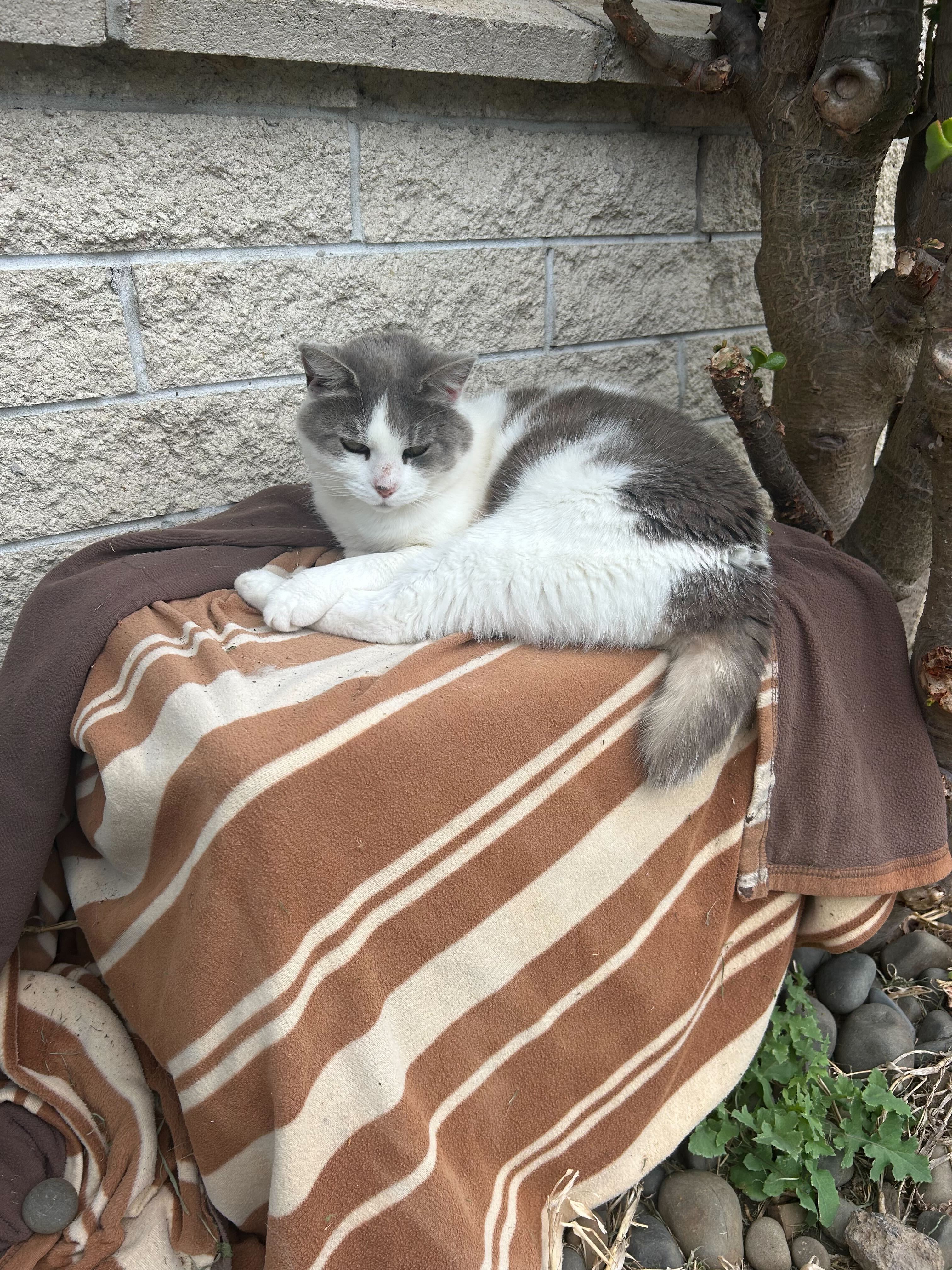 Rosy was the 'queen of her house', says her owner. Photo / Nicole Showler