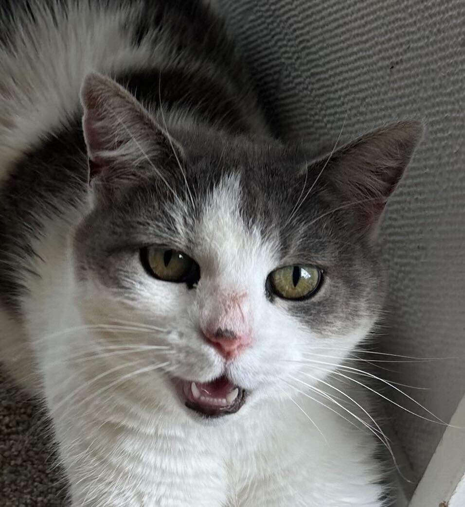 Mt Wellington resident Nicole Showler is grieving the loss of her cat Rosy, who was killed by two roaming dogs in her own front yard. Photo / Nicole Showler