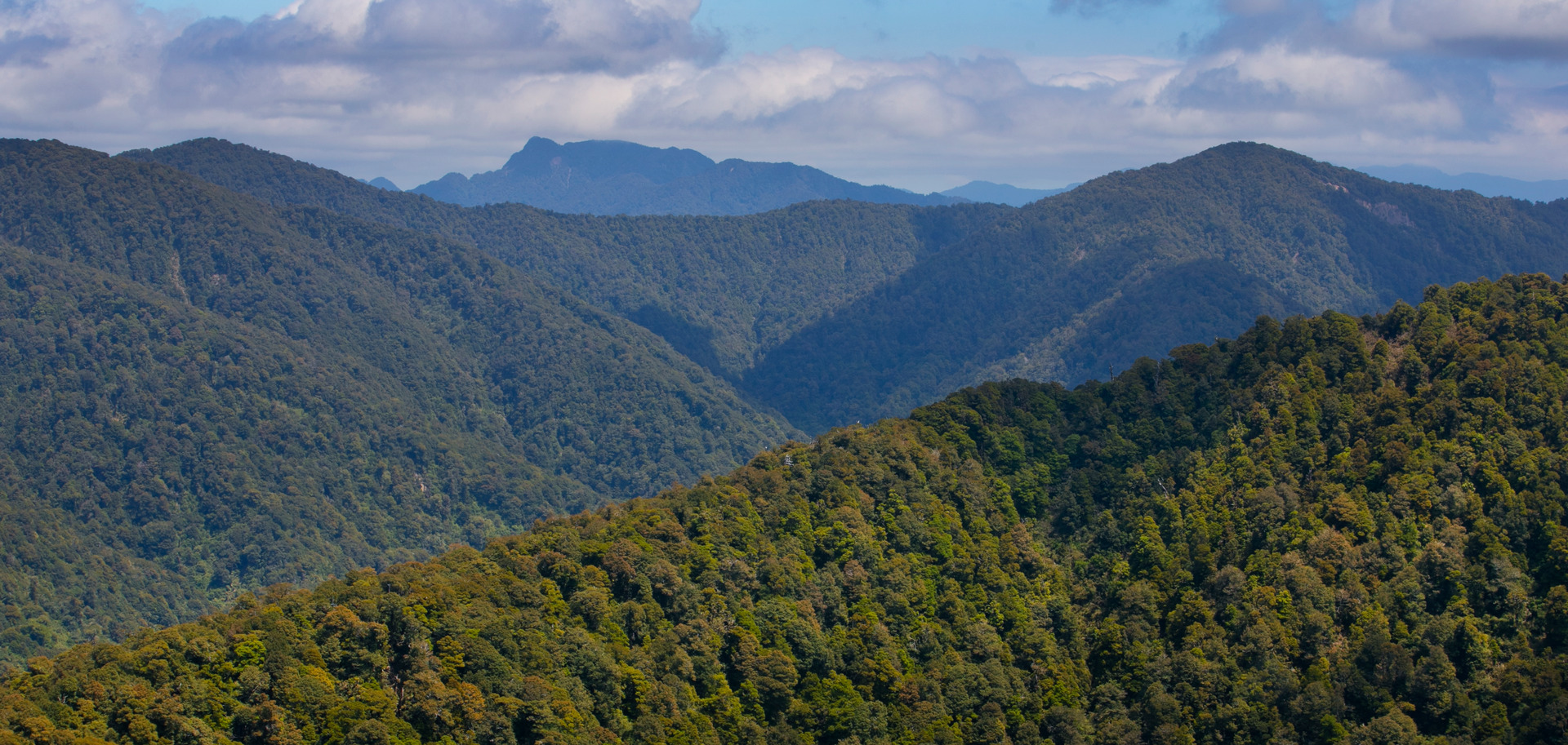 East Coast iwi are calling for funding to support their restoration project in the dying Raukūmara Conservation Park, which they say will boost the amount of carbon it stores. Photo / Alan Gibson