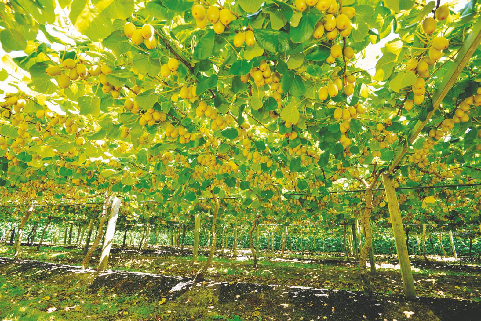 Some fruit growers have raised concerns about the legislation around genetically modified food being relaxed. 