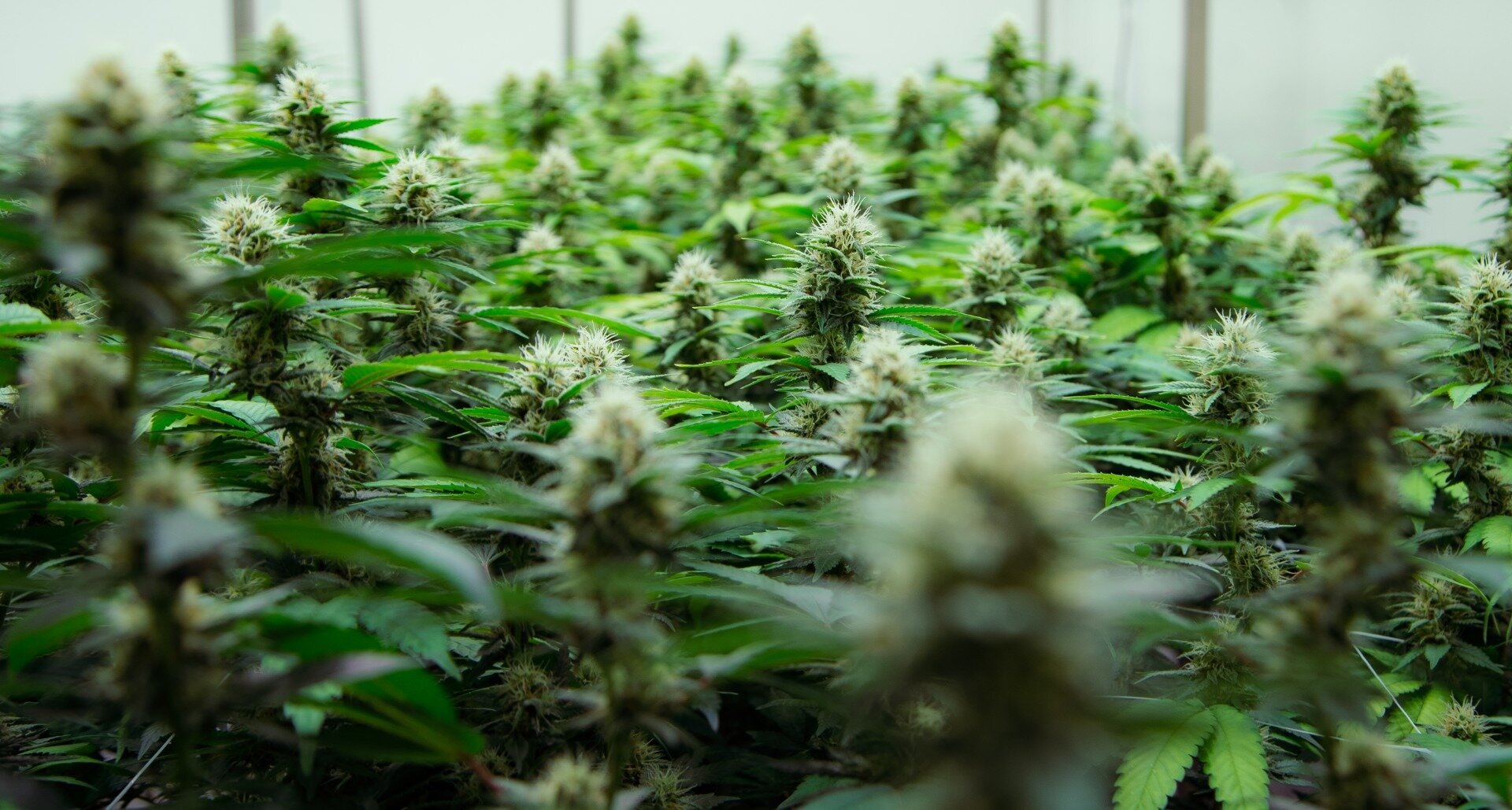 Cannabis flower at Rua Bioscience's facility in Mangaoporo, Te Tairāwhiti. Photo / Rua Bioscience