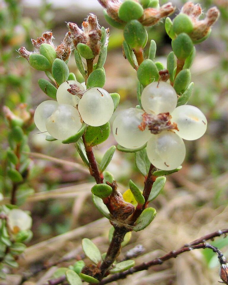 Dune swale daphne. CREDIT: John Barkla, DOC