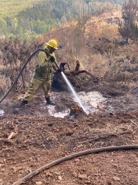Crews dampen down hot spots at the Waipoua River Fire. Photo / Fire and Emergency NZ