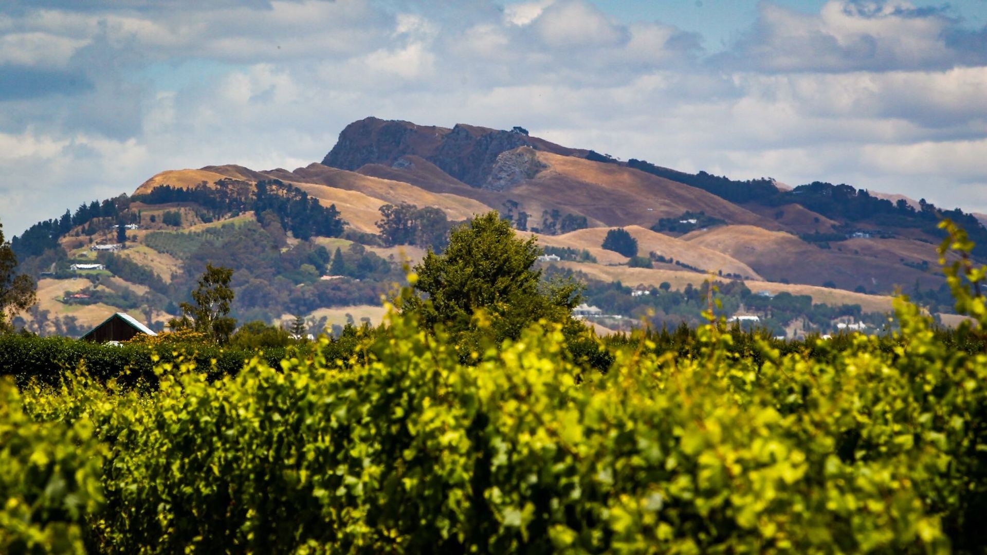 The vineyard where Dame Jacinda Ardern and Clarke Gayford are to get married has stunning views of Te Mata Peak and the Tuki Tuki Valley. Photo / Paul Taylor