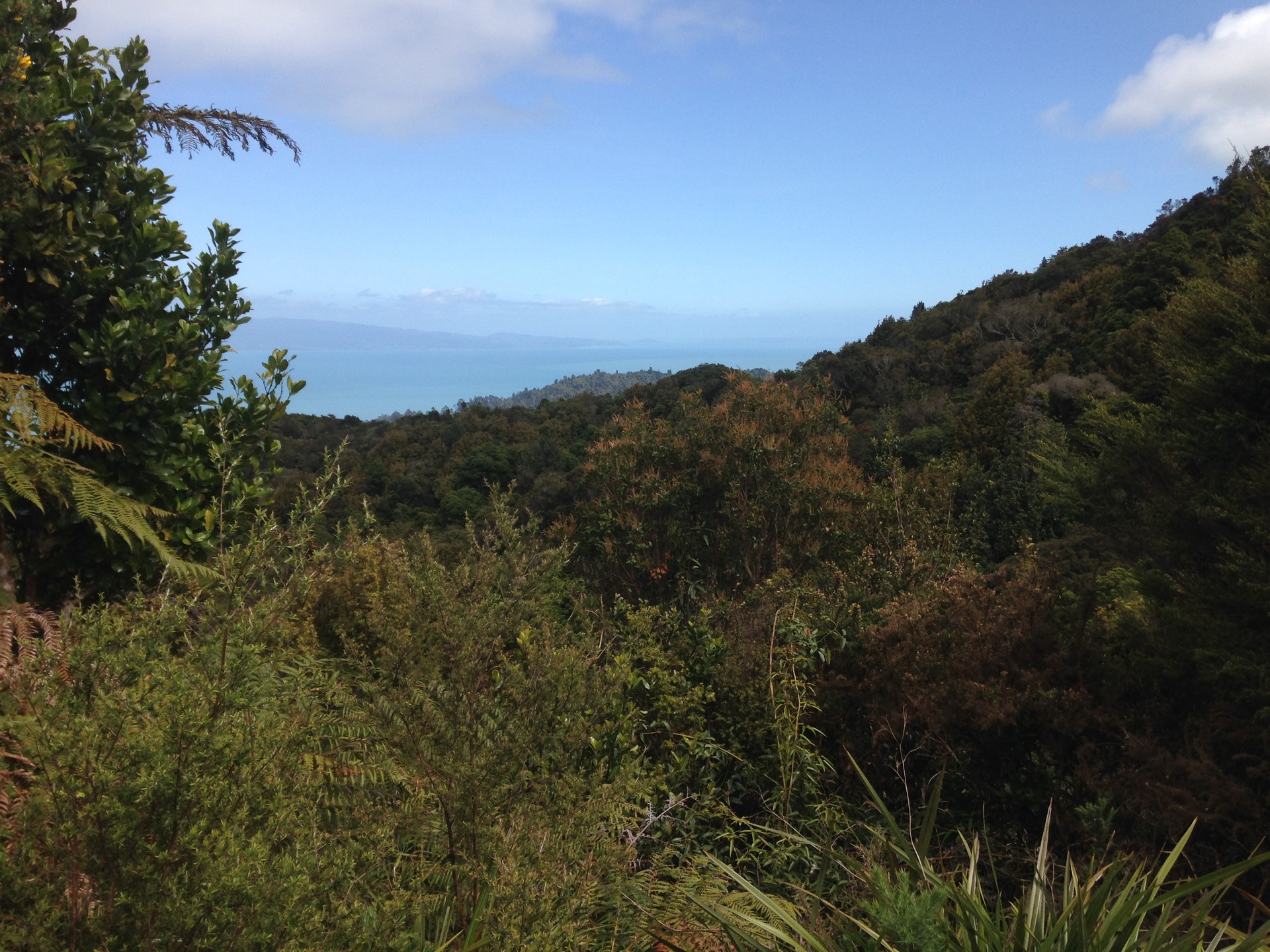 The Firth of Thames can be glimpsed from the heights of the Coromandel Range. Photo / Supplied. 