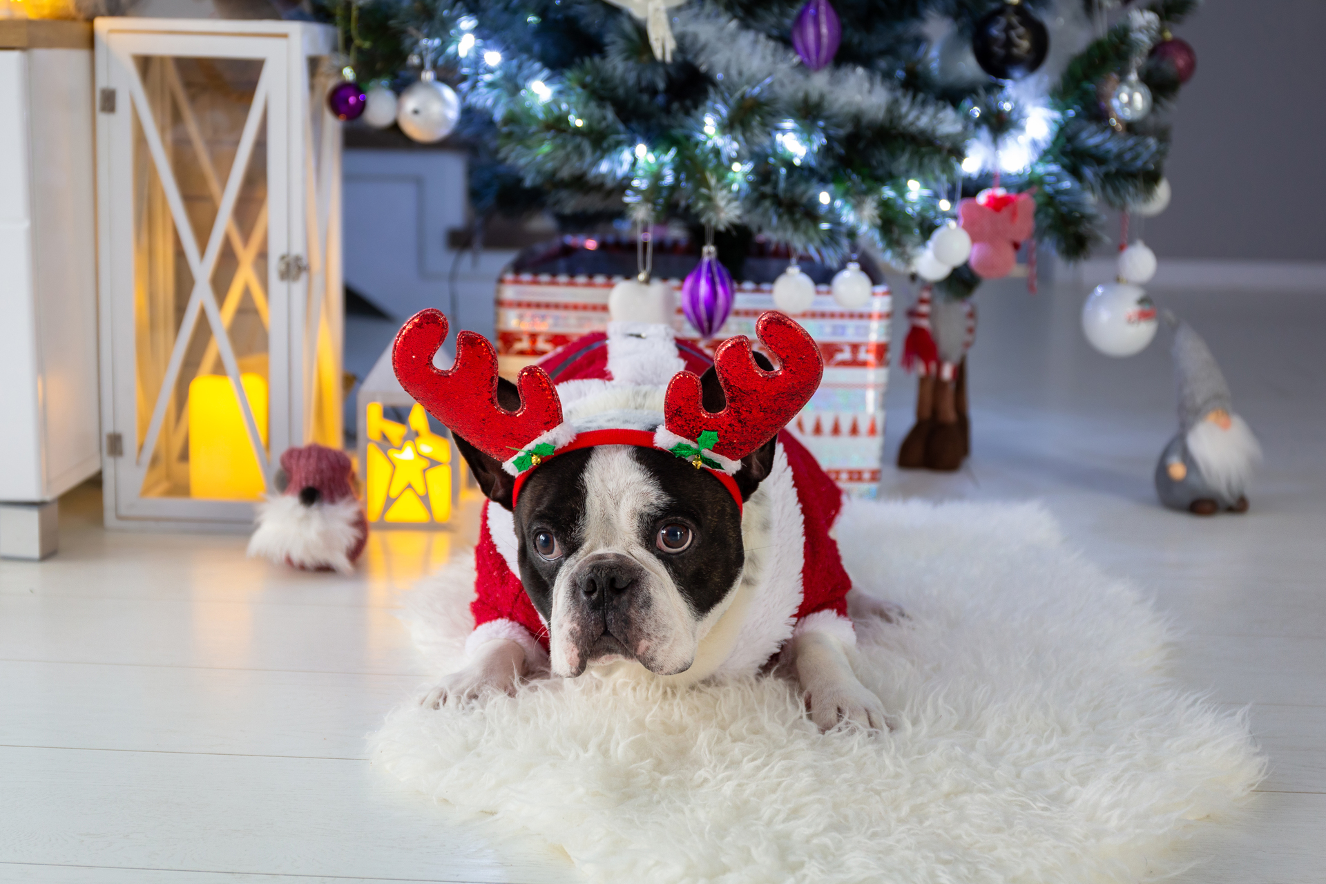 is christmas cake poisonous to dogs