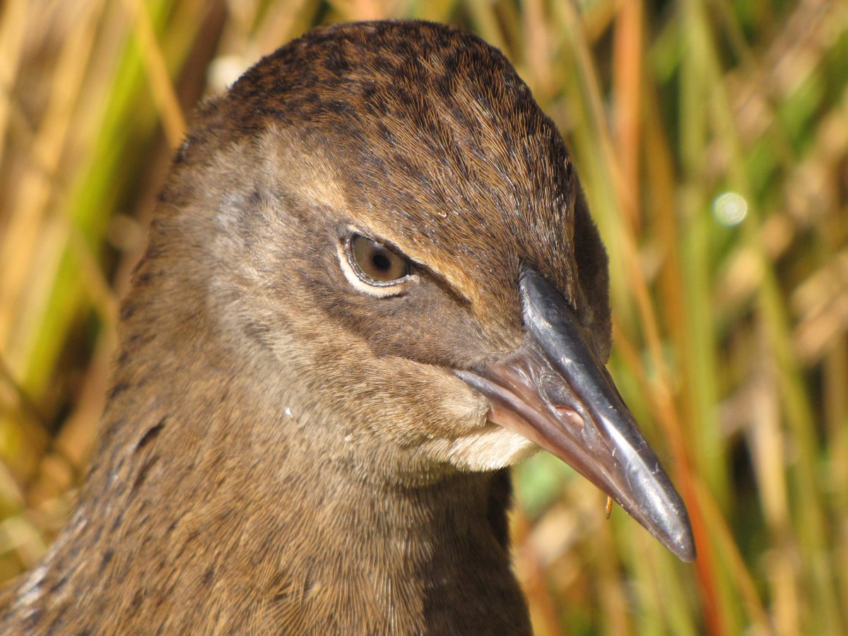 A wild weka. Photo / Steve Bittinger, Fickr.com
