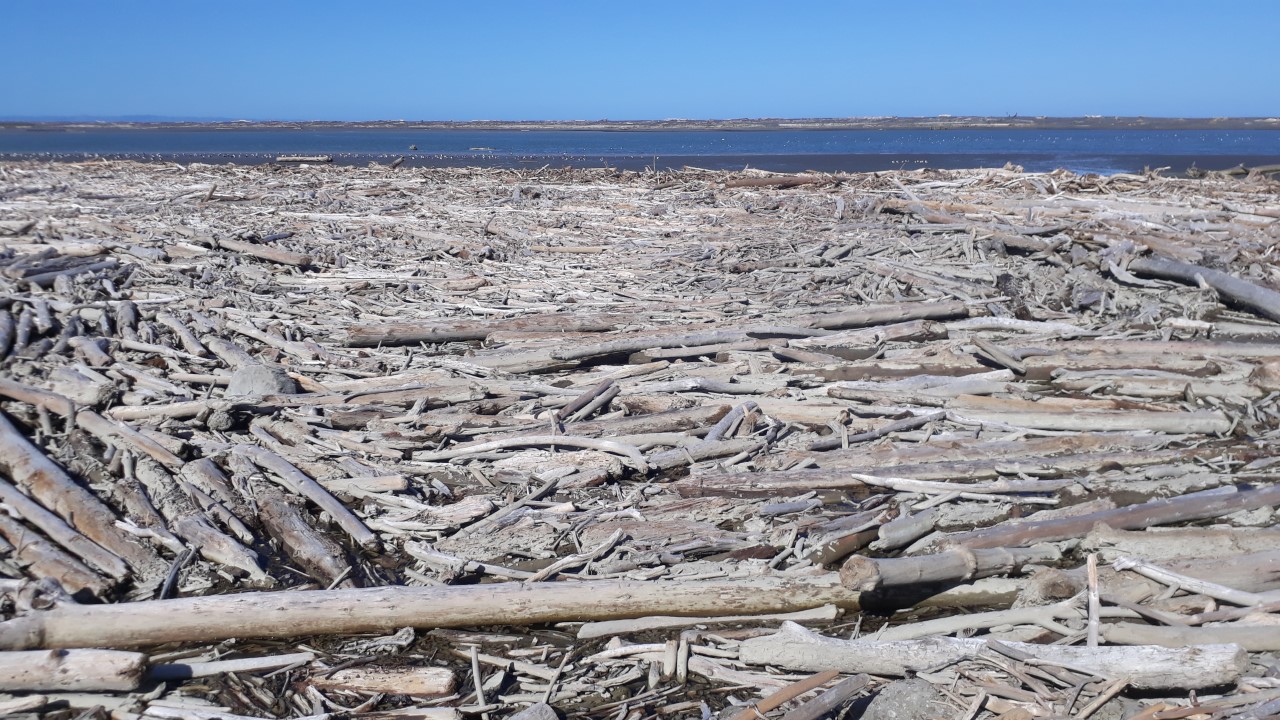 Woody debris at the Wairoa River mouth after Cyclone Gabrielle. Photo / Supplied