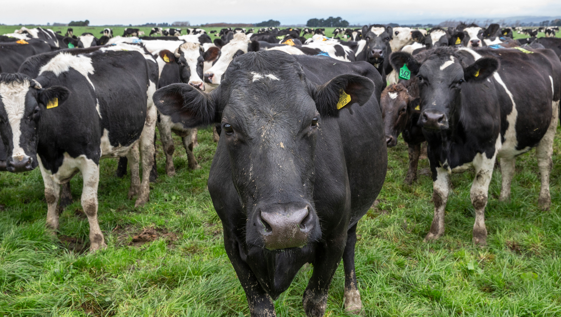Northland Regional Council says it is increasing dairy farm compliance enforcement.