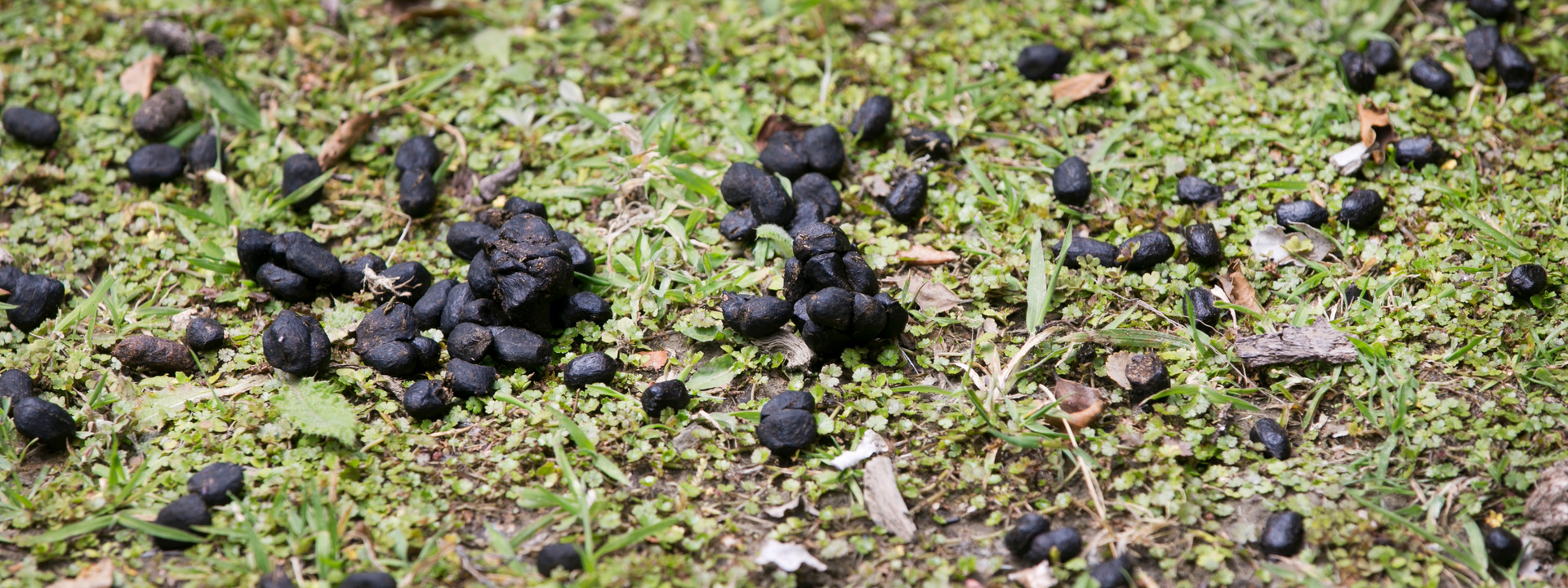 Deer droppings litter an open patch of ground in the Raukumara Forest Park. Photo / Alan Gibson
