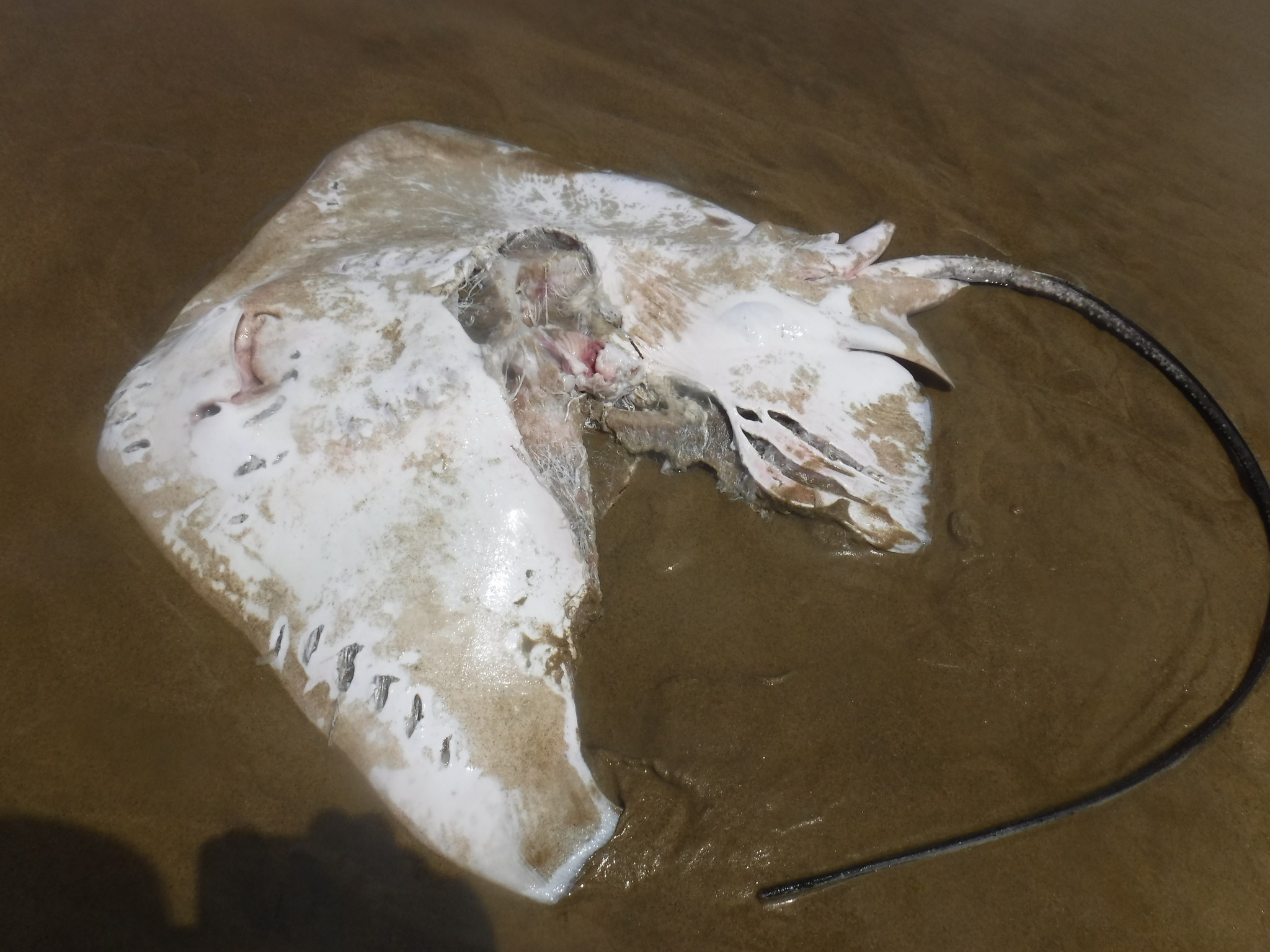 This stingray was found by local surfer Con Fowler with a large chunk missing. Photo / Supplied