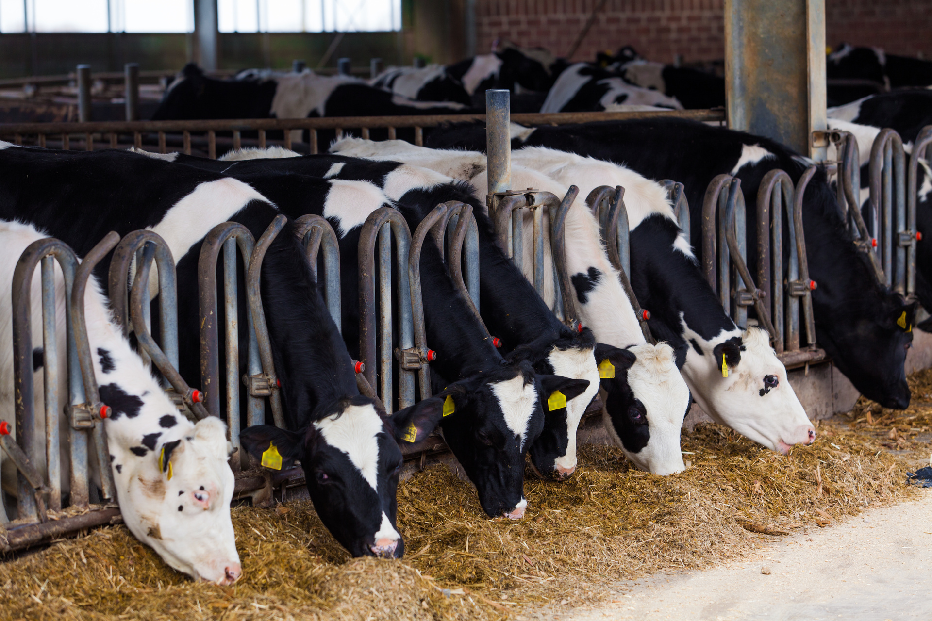 China's growing dairy industry is indoor-based and the economics of the system has to be considered when assessing its future, says a New Zealand export leader.