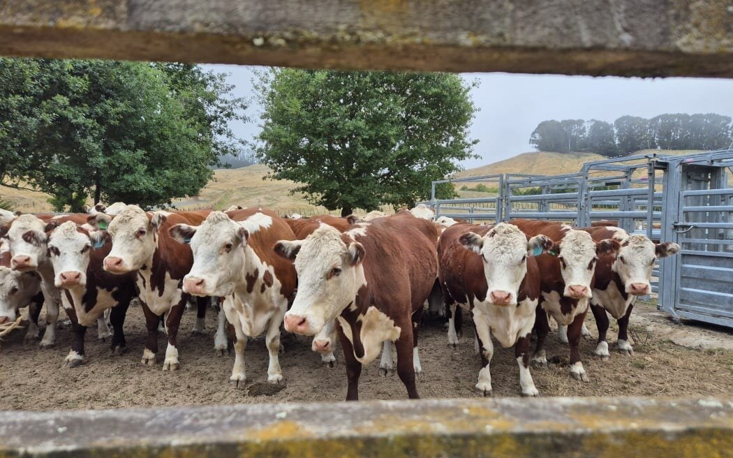 Alex Richardson's pregnant Hereford cows await their truck to Whitianga where they'll graze greener pastures for six weeks. Photo / RNZ / Alexa Cook
