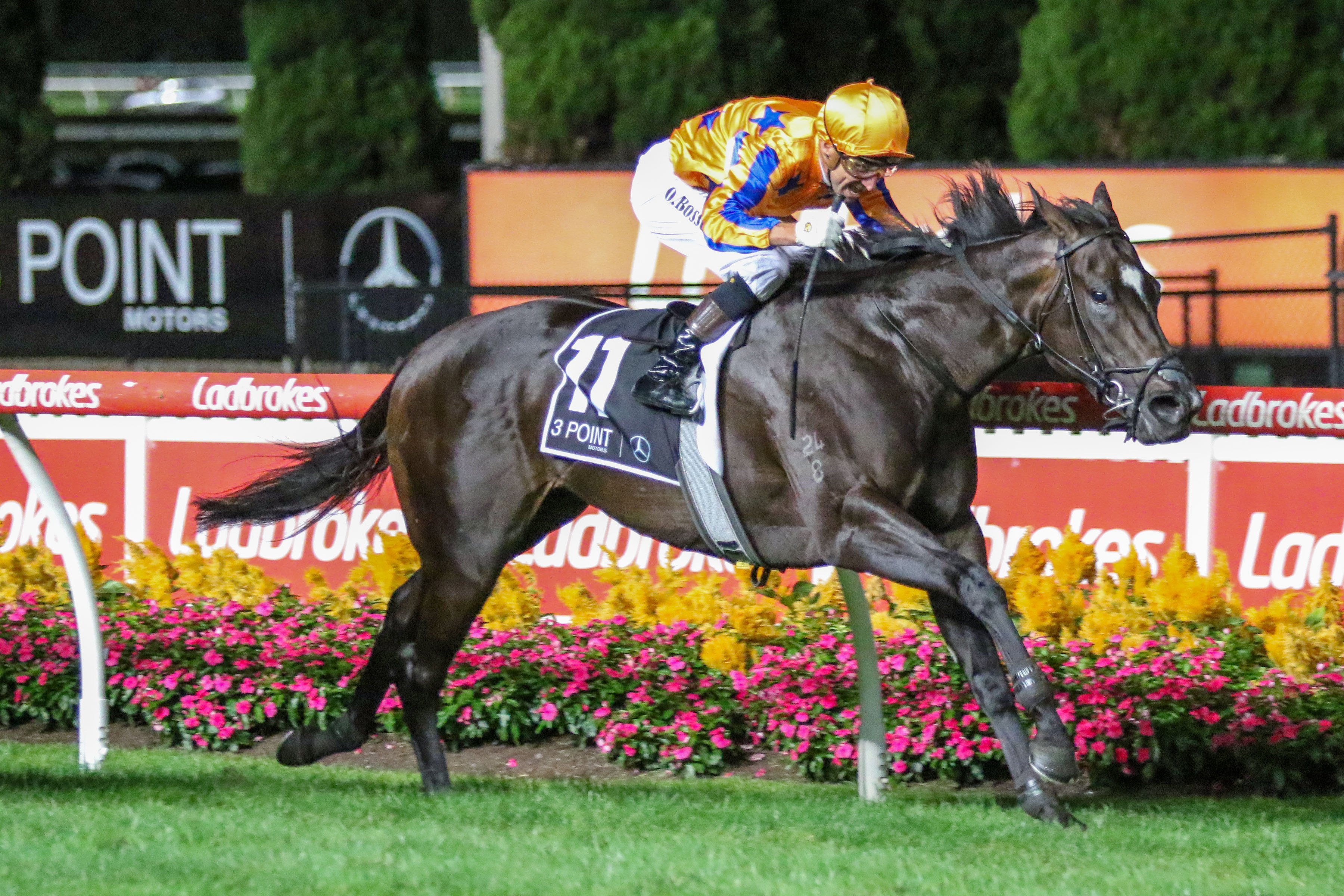 Imperatriz could be the start of a profitable stable. Photo / Bruce Canntelli