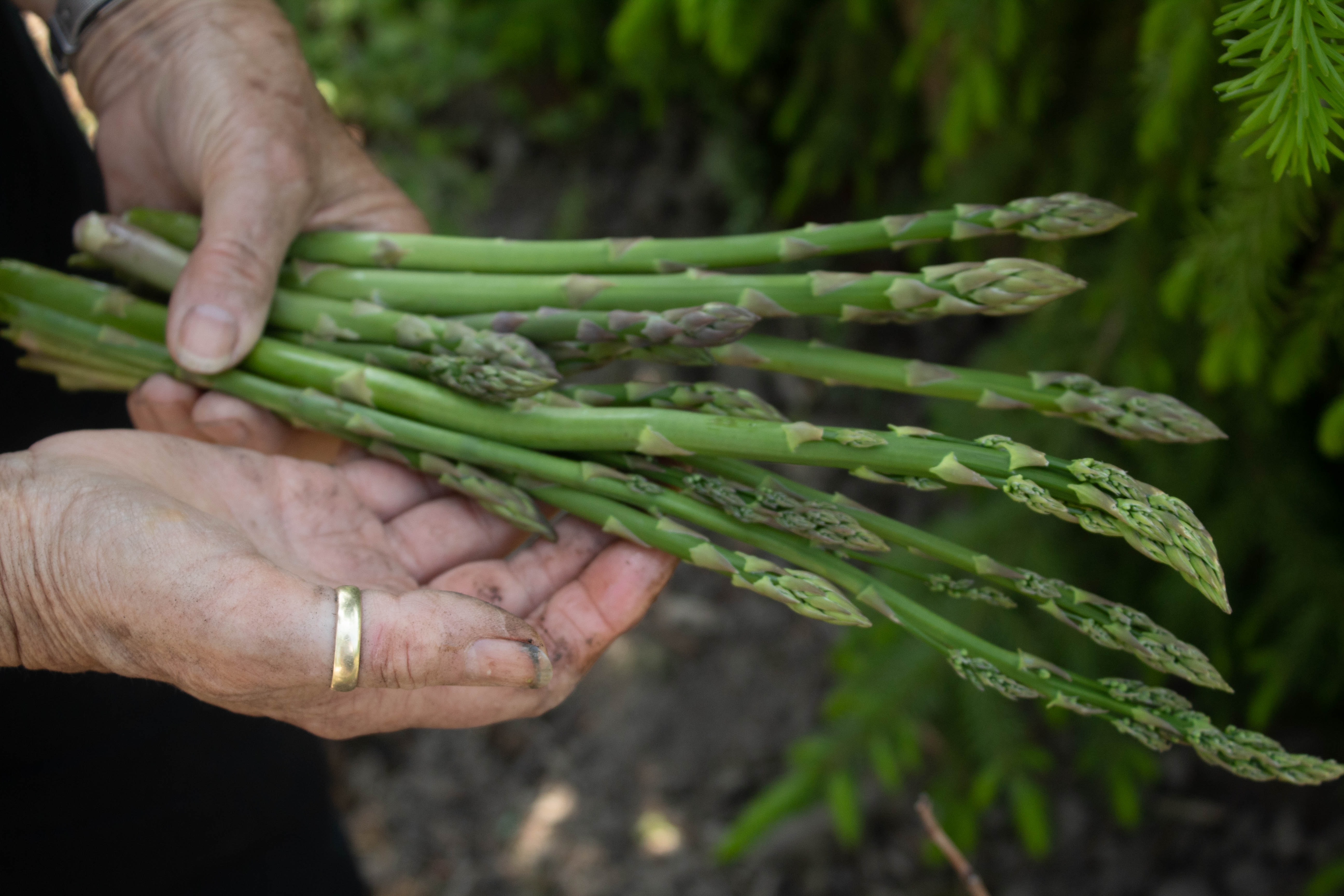Freshly picked asparagus. Photo / Inge Poelman
