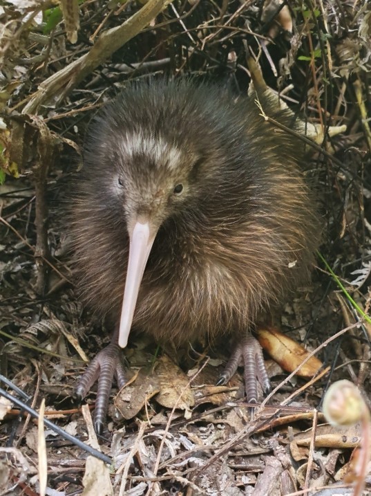 kiwi bird predator prey relationships