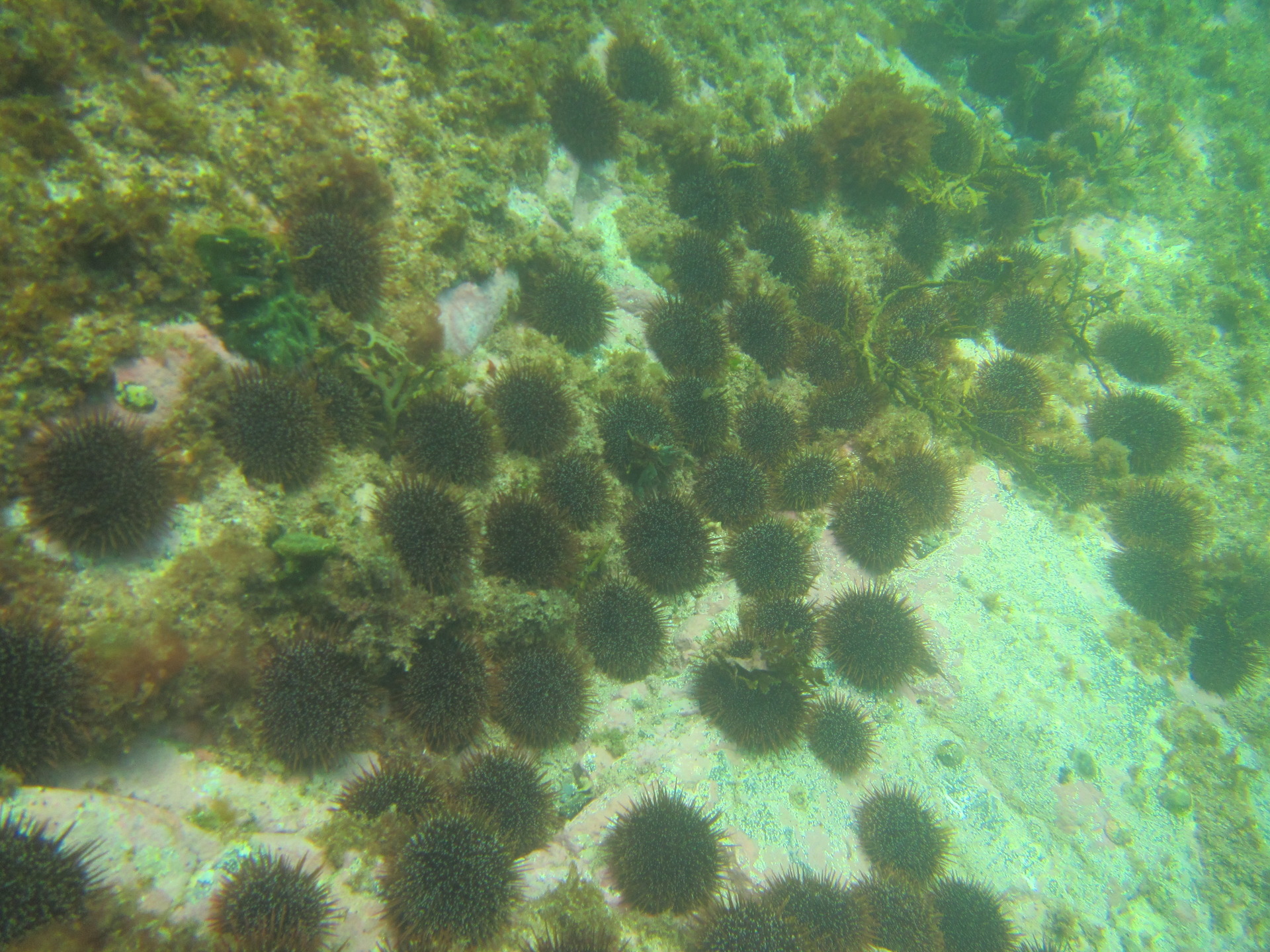 Overfishing can tip ecosystems out of balance, leading to issues like kina barrens. Photo / File