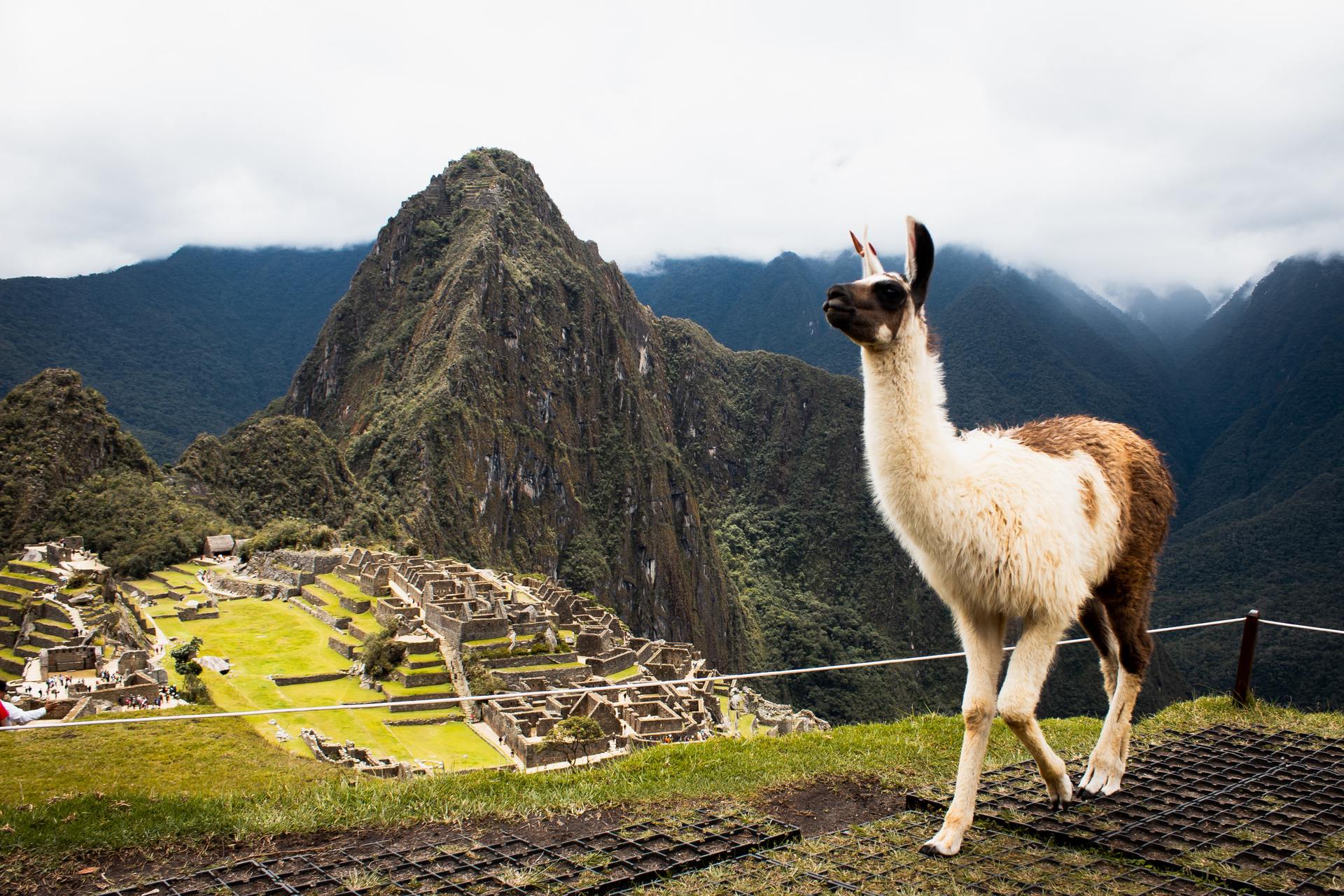 You may meet a woolly mate while walking to Machu Picchu along the Inca Trail. Photo / Unsplash